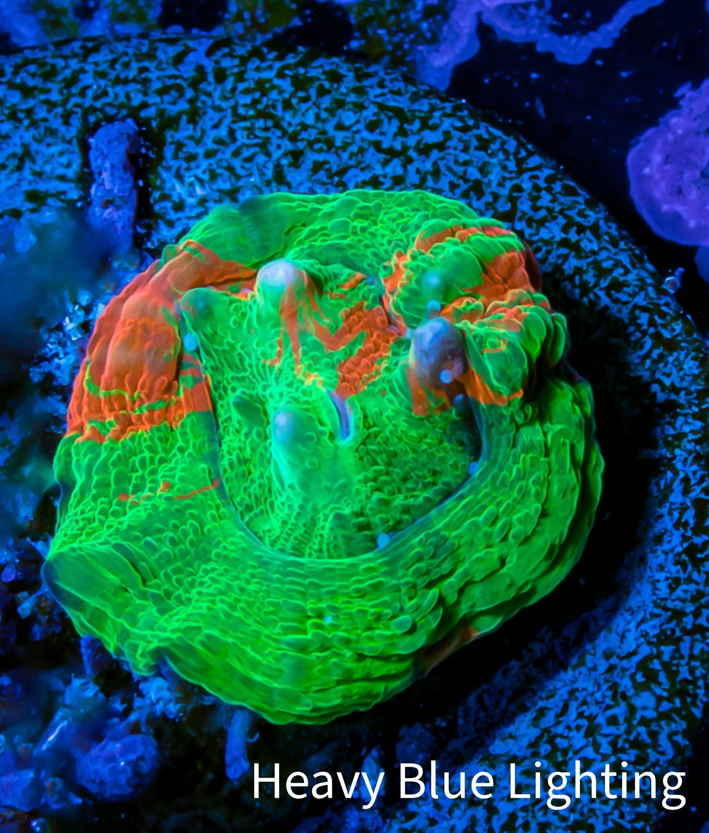 Scolymia Coral - Ultra Scoly Frag WYSIWYG Scolymia Coral - Ultra Scoly Frag WYSIWYG LPS Scolymia Coral - Ultra Scoly Frag WYSIWYG Zeo Box Reef