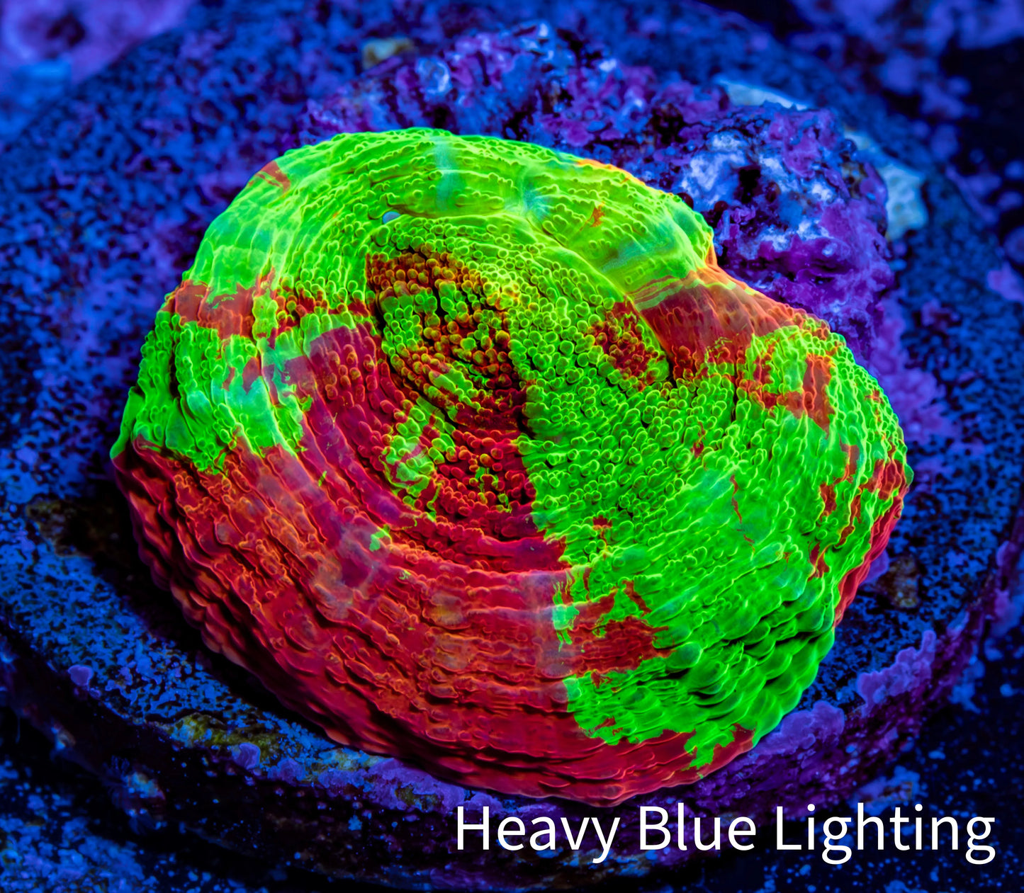 Scolymia Coral - Ultra Scoly Frag WYSIWYG Scolymia Coral - Ultra Scoly Frag WYSIWYG LPS Scolymia Coral - Ultra Scoly Frag WYSIWYG Zeo Box Reef