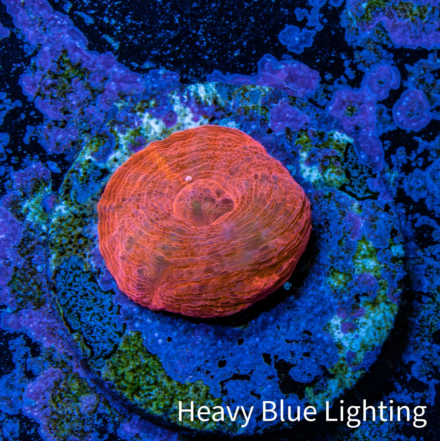 Scolymia Coral - Ultra Scoly Frag WYSIWYG Scolymia Coral - Ultra Scoly Frag WYSIWYG LPS Scolymia Coral - Ultra Scoly Frag WYSIWYG Zeo Box Reef