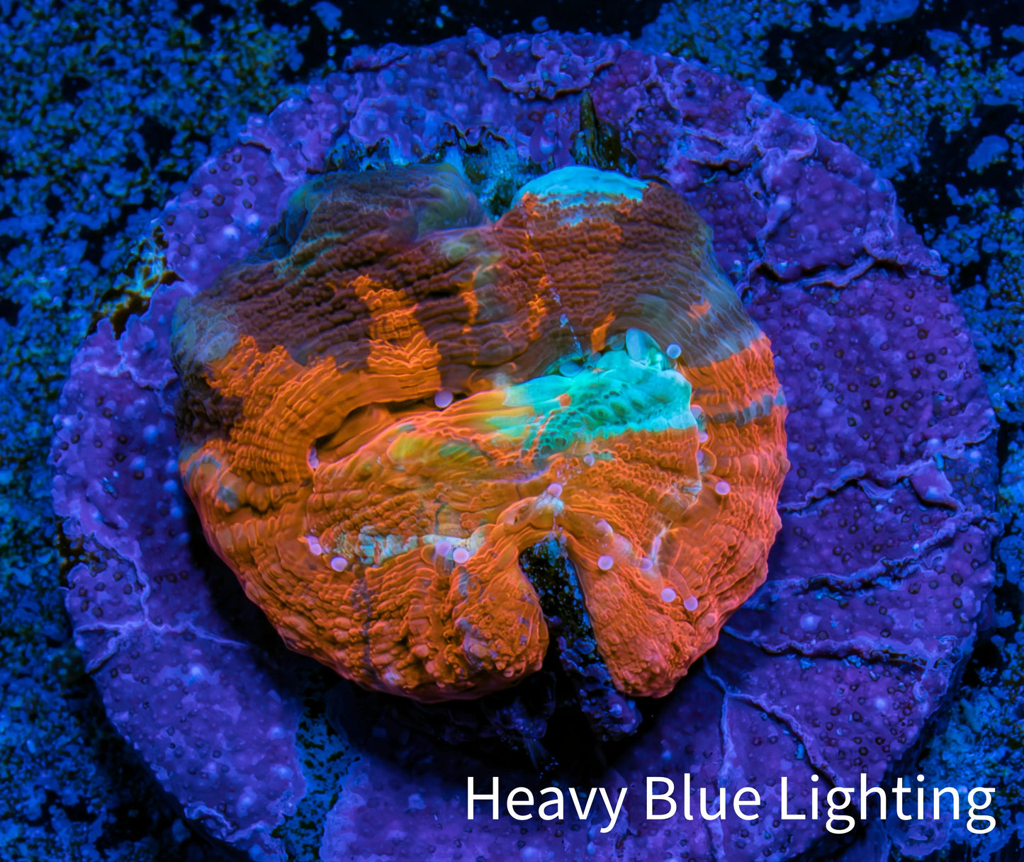 Scolymia Coral - Ultra Scoly Frag WYSIWYG Scolymia Coral - Ultra Scoly Frag WYSIWYG LPS Scolymia Coral - Ultra Scoly Frag WYSIWYG Zeo Box Reef