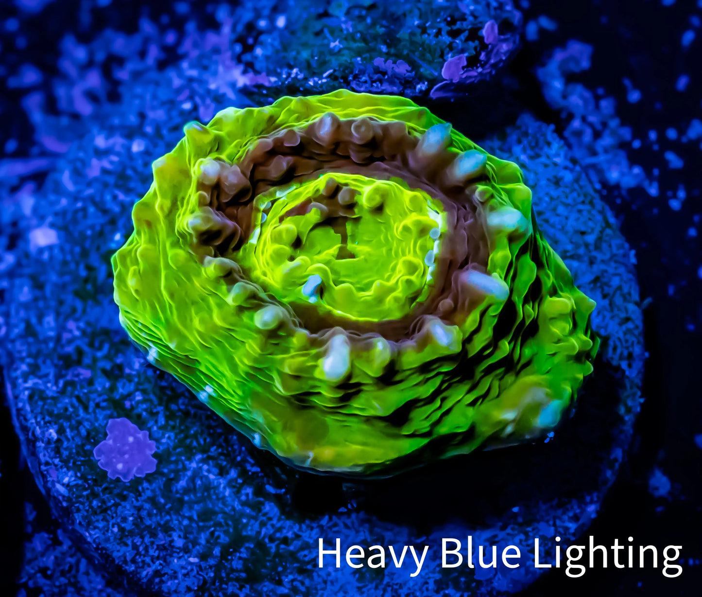 Scolymia Coral - Ultra UFO Scoly Frag WYSIWYG Scolymia Coral - Ultra UFO Scoly Frag WYSIWYG LPS Scolymia Coral - Ultra UFO Scoly Frag WYSIWYG Zeo Box Reef