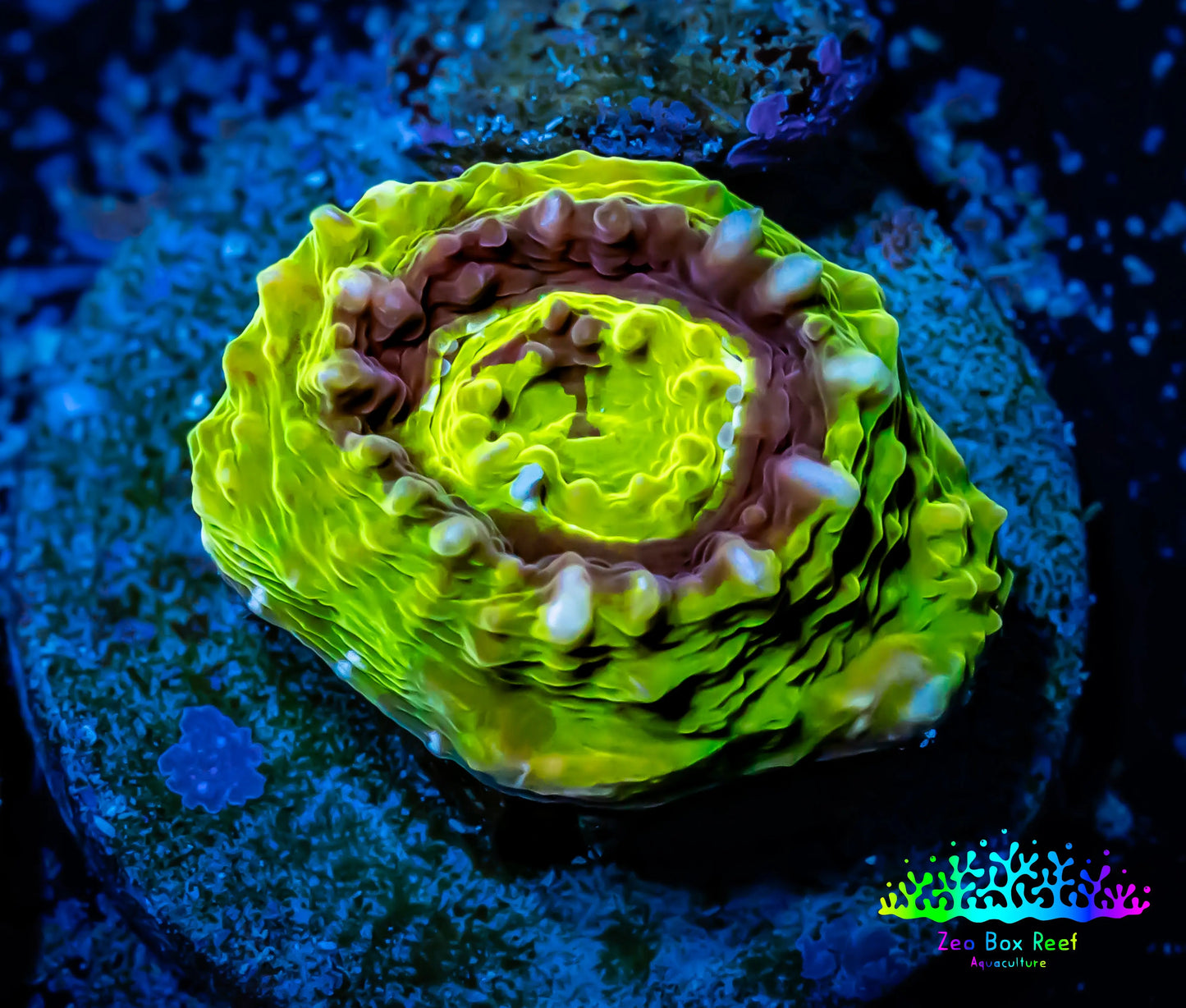 Scolymia Coral - Ultra UFO Scoly Frag WYSIWYG Scolymia Coral - Ultra UFO Scoly Frag WYSIWYG LPS Scolymia Coral - Ultra UFO Scoly Frag WYSIWYG Zeo Box Reef