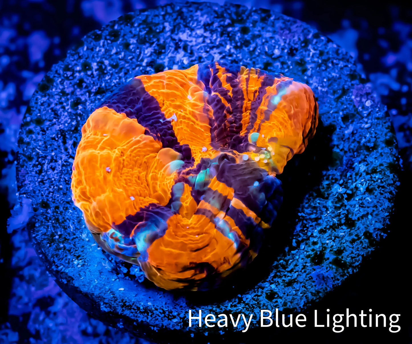 Scolymia Coral - Ultra War Paint Scoly Frag WYSIWYG Scolymia Coral - Ultra War Paint Scoly Frag WYSIWYG LPS Scolymia Coral - Ultra War Paint Scoly Frag WYSIWYG Zeo Box Reef