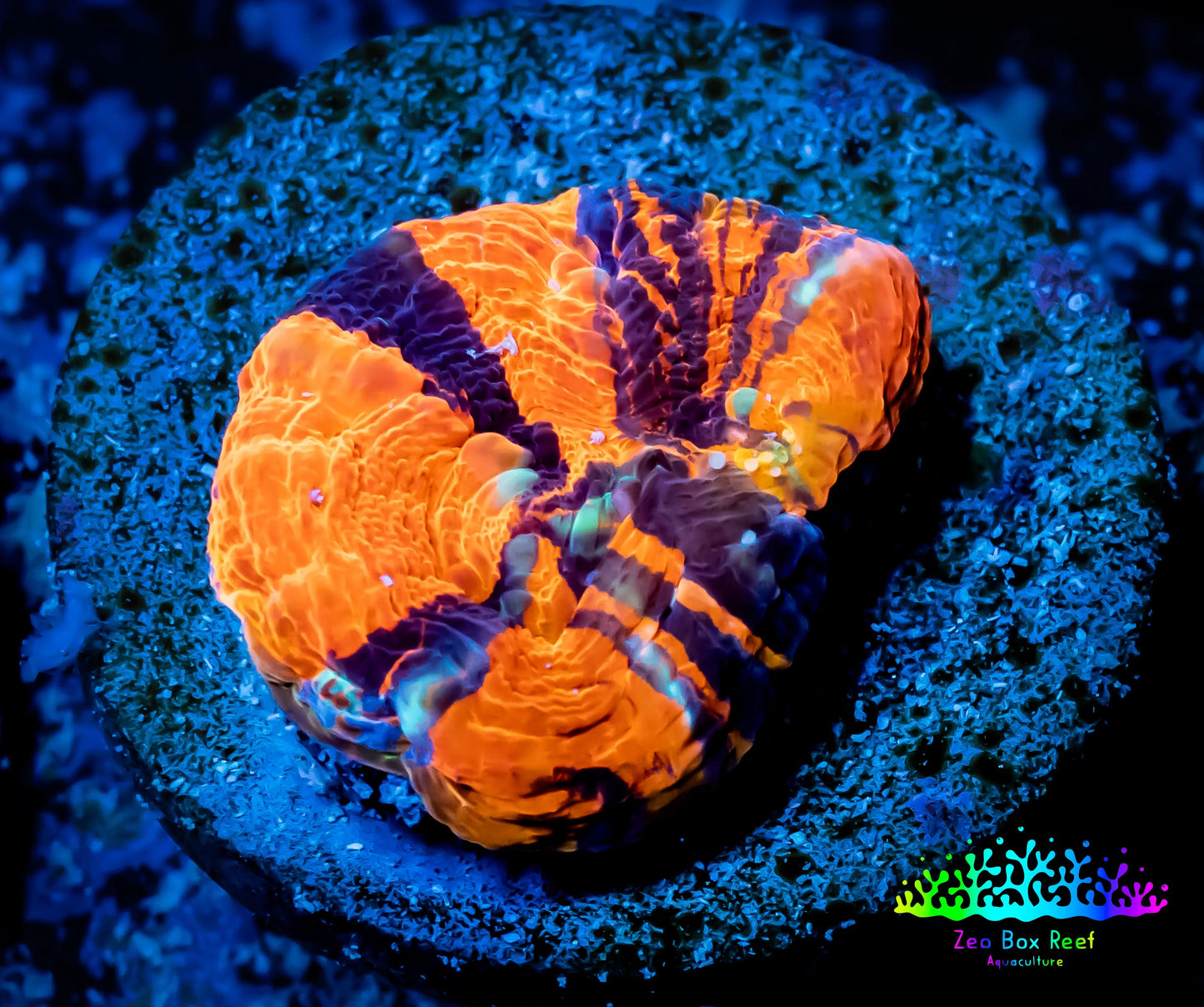 Scolymia Coral - Ultra War Paint Scoly Frag WYSIWYG Scolymia Coral - Ultra War Paint Scoly Frag WYSIWYG LPS Scolymia Coral - Ultra War Paint Scoly Frag WYSIWYG Zeo Box Reef