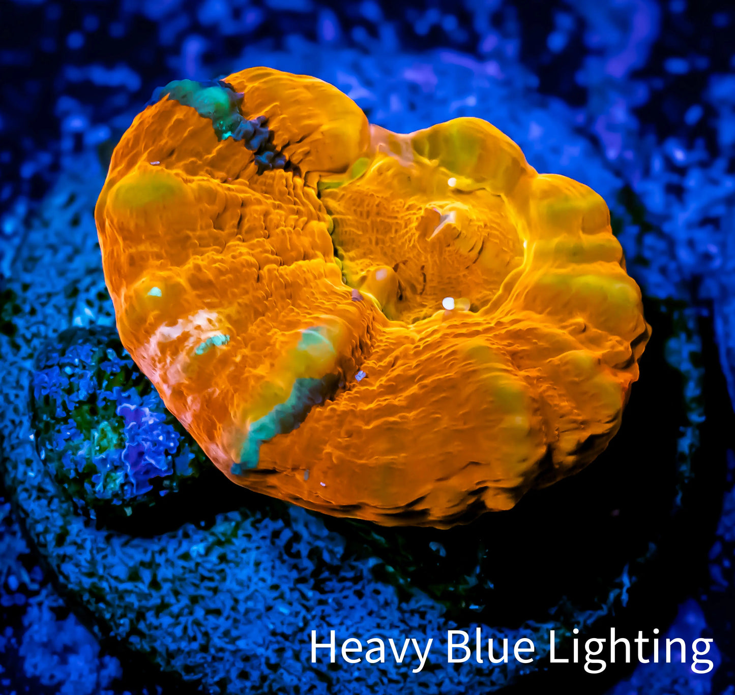 Scolymia Coral - Ultra War Paint Scoly Frag WYSIWYG Scolymia Coral - Ultra War Paint Scoly Frag WYSIWYG LPS Scolymia Coral - Ultra War Paint Scoly Frag WYSIWYG Zeo Box Reef