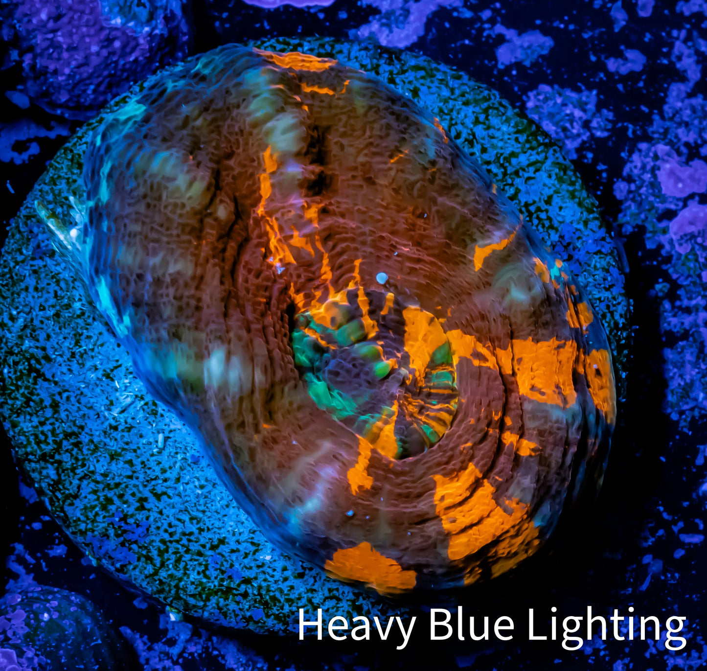 Scolymia Coral - Ultra War Paint Scoly Frag WYSIWYG Scolymia Coral - Ultra War Paint Scoly Frag WYSIWYG LPS Scolymia Coral - Ultra War Paint Scoly Frag WYSIWYG Zeo Box Reef