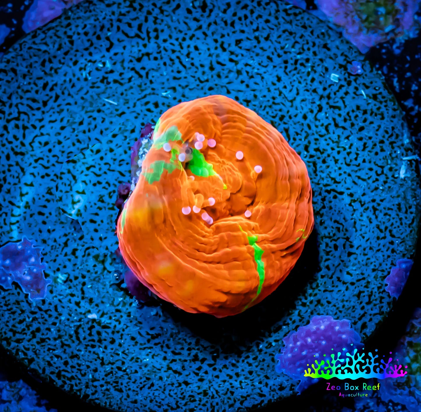 Scolymia Coral - Ultra War Paint Scoly Frag WYSIWYG Scolymia Coral - Ultra War Paint Scoly Frag WYSIWYG LPS Scolymia Coral - Ultra War Paint Scoly Frag WYSIWYG Zeo Box Reef