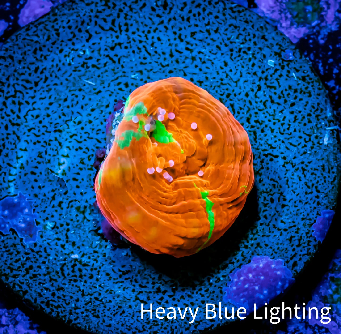 Scolymia Coral - Ultra War Paint Scoly Frag WYSIWYG Scolymia Coral - Ultra War Paint Scoly Frag WYSIWYG LPS Scolymia Coral - Ultra War Paint Scoly Frag WYSIWYG Zeo Box Reef