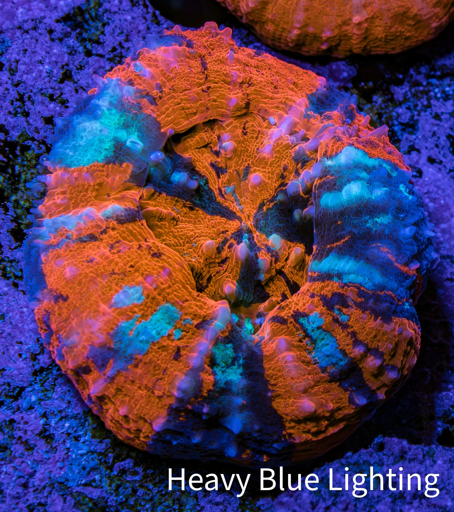 Scolymia Coral - Ultra War Paint Scoly WYSIWYG 3cm Scolymia Coral - Ultra War Paint Scoly WYSIWYG 3cm LPS Scolymia Coral - Ultra War Paint Scoly WYSIWYG 3cm Zeo Box Reef
