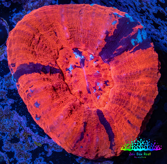 Scolymia Coral - Ultra War Paint Scoly WYSIWYG 5cm Scolymia Coral - Ultra War Paint Scoly WYSIWYG 5cm LPS Scolymia Coral - Ultra War Paint Scoly WYSIWYG 5cm Zeo Box Reef