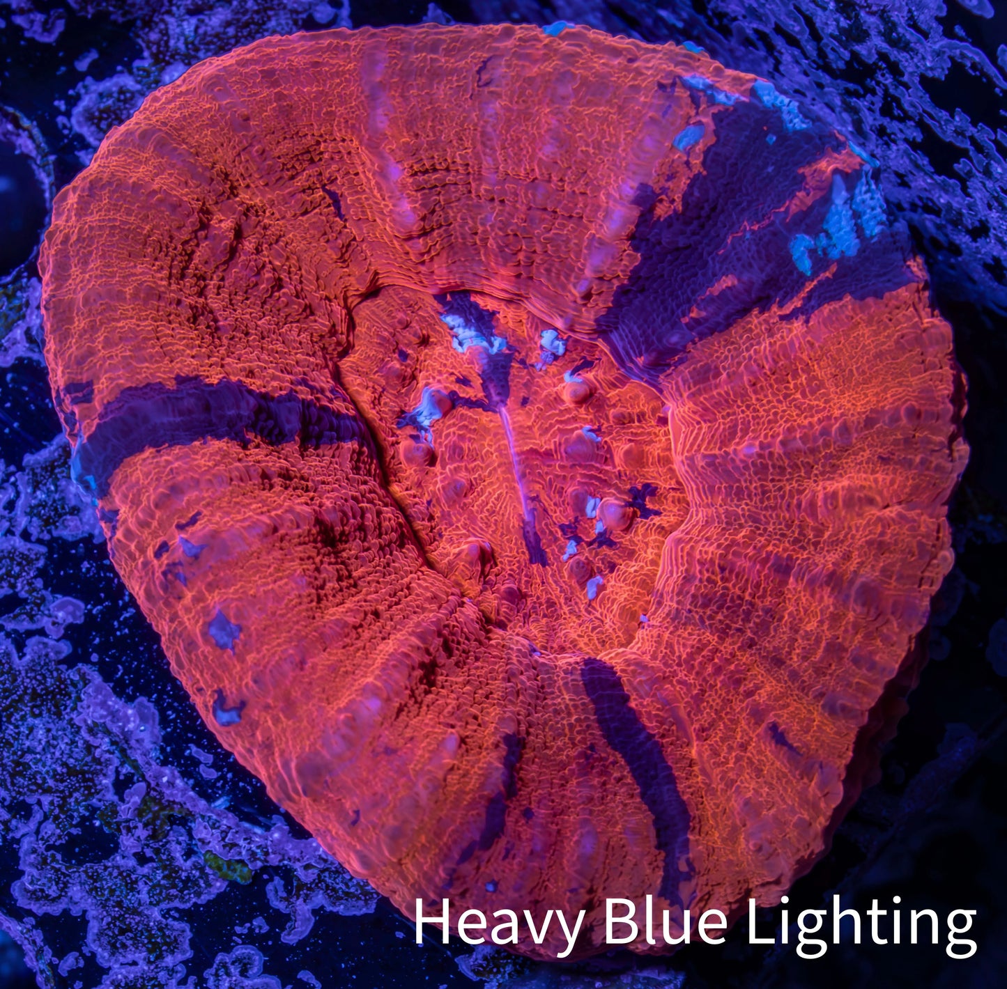 Scolymia Coral - Ultra War Paint Scoly WYSIWYG 5cm Scolymia Coral - Ultra War Paint Scoly WYSIWYG 5cm LPS Scolymia Coral - Ultra War Paint Scoly WYSIWYG 5cm Zeo Box Reef