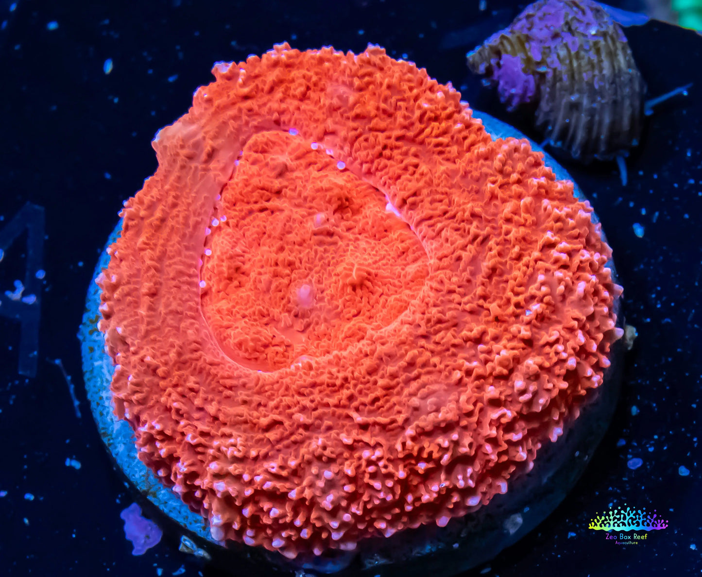Scolymia pacifica- Scoly Frag WYSIWYG 2.5cm Scolymia pacifica- Scoly Frag WYSIWYG 2.5cm LPS Scolymia pacifica- Scoly Frag WYSIWYG 2.5cm Zeo Box Reef
