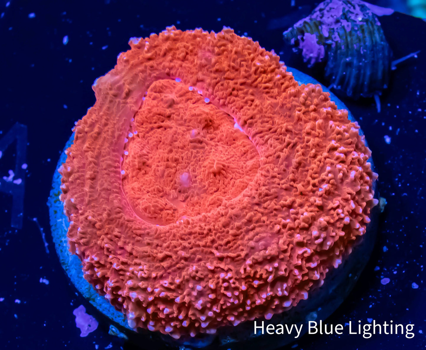 Scolymia pacifica- Scoly Frag WYSIWYG 2.5cm Scolymia pacifica- Scoly Frag WYSIWYG 2.5cm LPS Scolymia pacifica- Scoly Frag WYSIWYG 2.5cm Zeo Box Reef