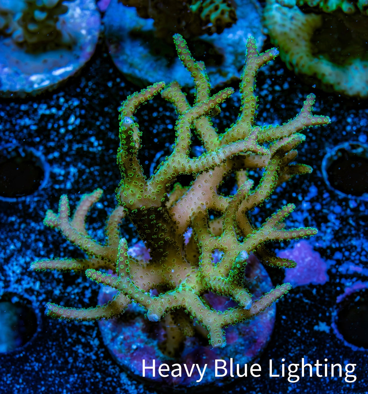 Seriatopora Coral - Birdsnest Frag WYSIWYG B3R3B1 Seriatopora Coral - Birdsnest Frag WYSIWYG B3R3B1 SPS Seriatopora Coral - Birdsnest Frag WYSIWYG B3R3B1 Zeo Box Reef