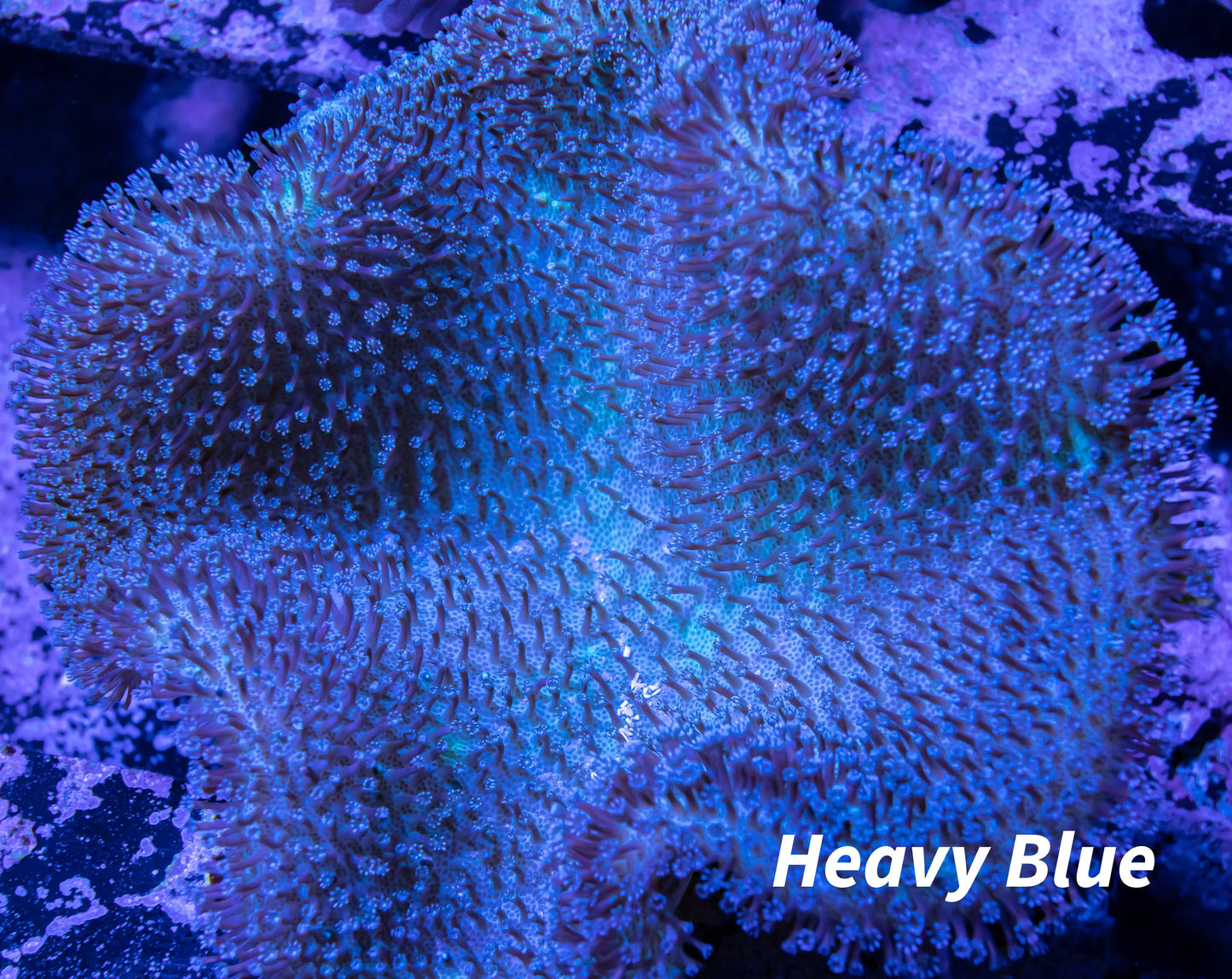 Soft Coral- Leather Coral- Toadstool 8cm WYSIWYG Soft Coral- Leather Coral- Toadstool 8cm WYSIWYG Soft Coral Soft Coral- Leather Coral- Toadstool 8cm WYSIWYG Zeo Box Reef