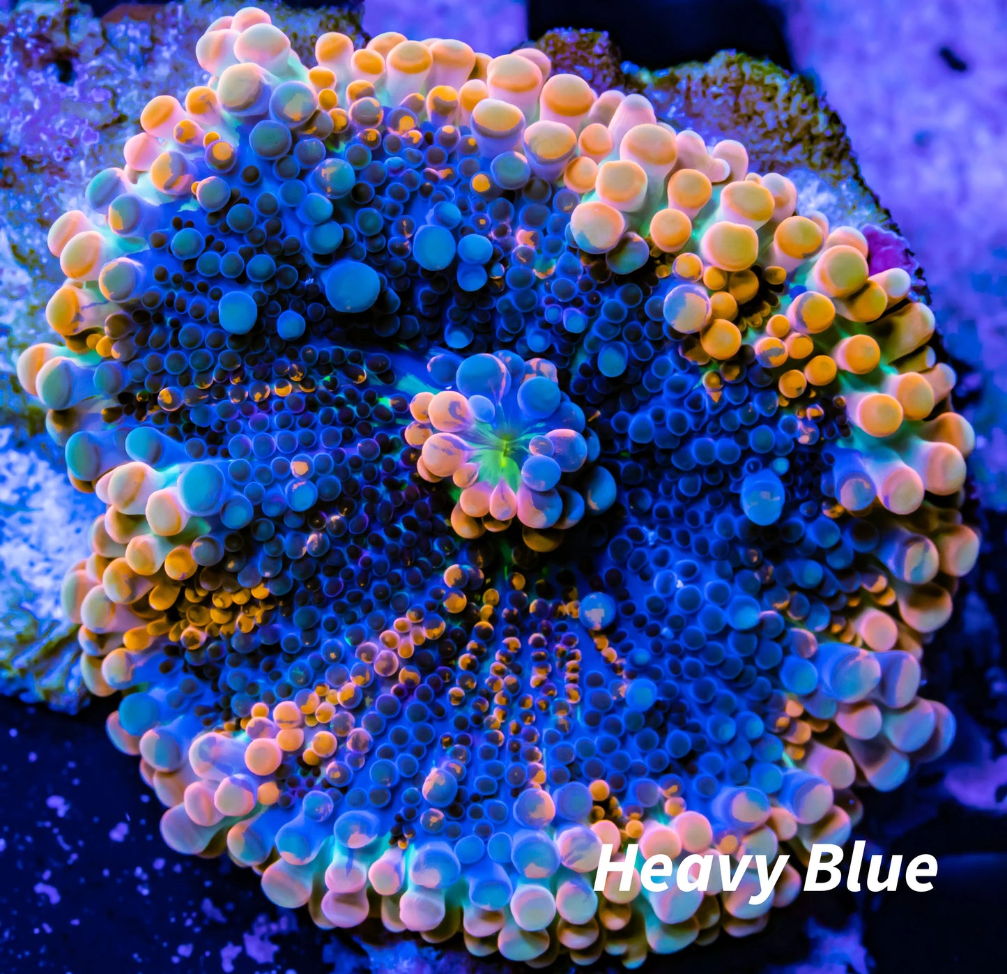 Soft Coral- Ultra Orange Ricordea WYSIWYG 5cm Soft Coral- Ultra Orange Ricordea WYSIWYG 5cm Soft Coral Soft Coral- Ultra Orange Ricordea WYSIWYG 5cm Zeo Box Reef