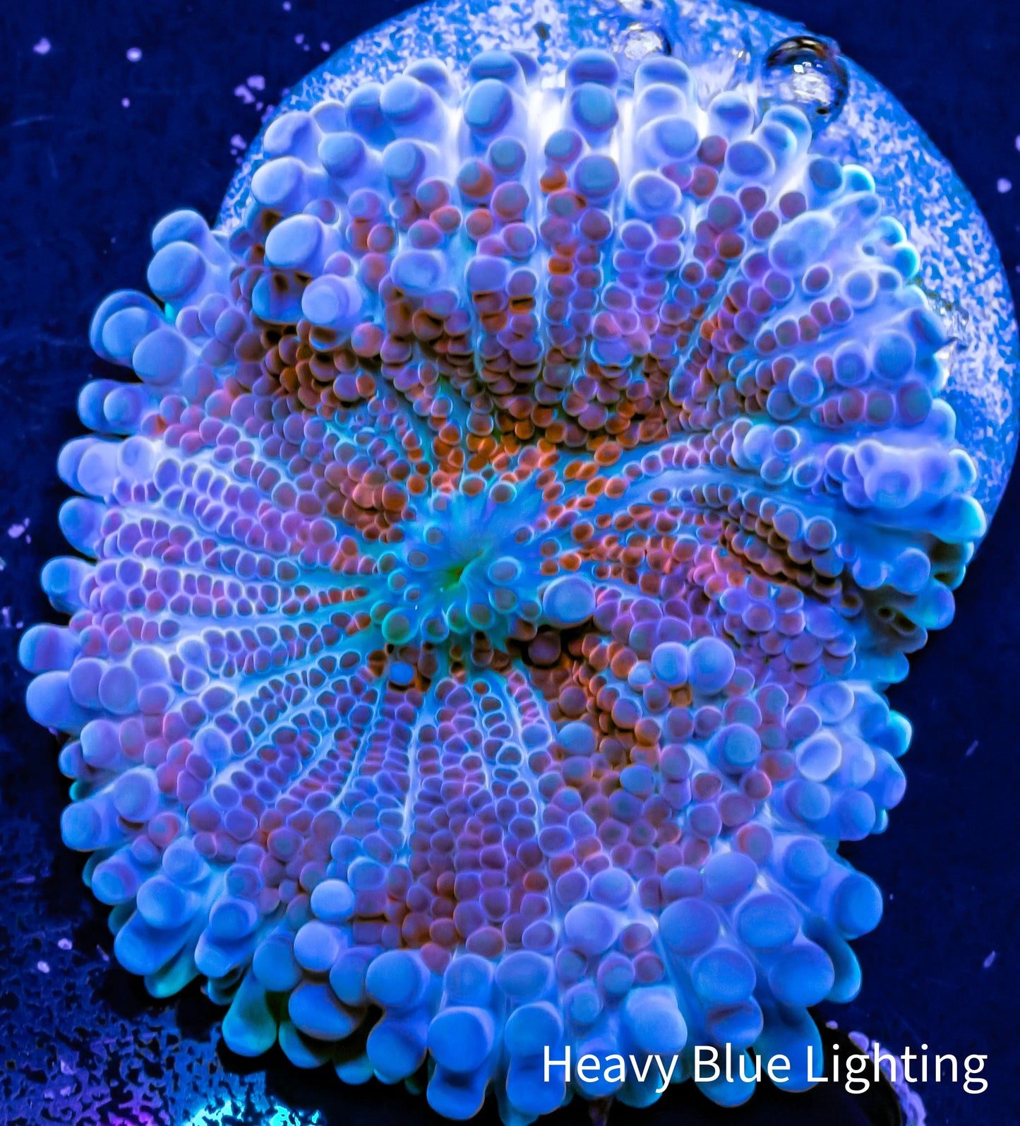 Soft Coral- Ultra Ricordea WYSIWYG 3cm Soft Coral- Ultra Ricordea WYSIWYG 3cm Soft Coral Soft Coral- Ultra Ricordea WYSIWYG 3cm Zeo Box Reef