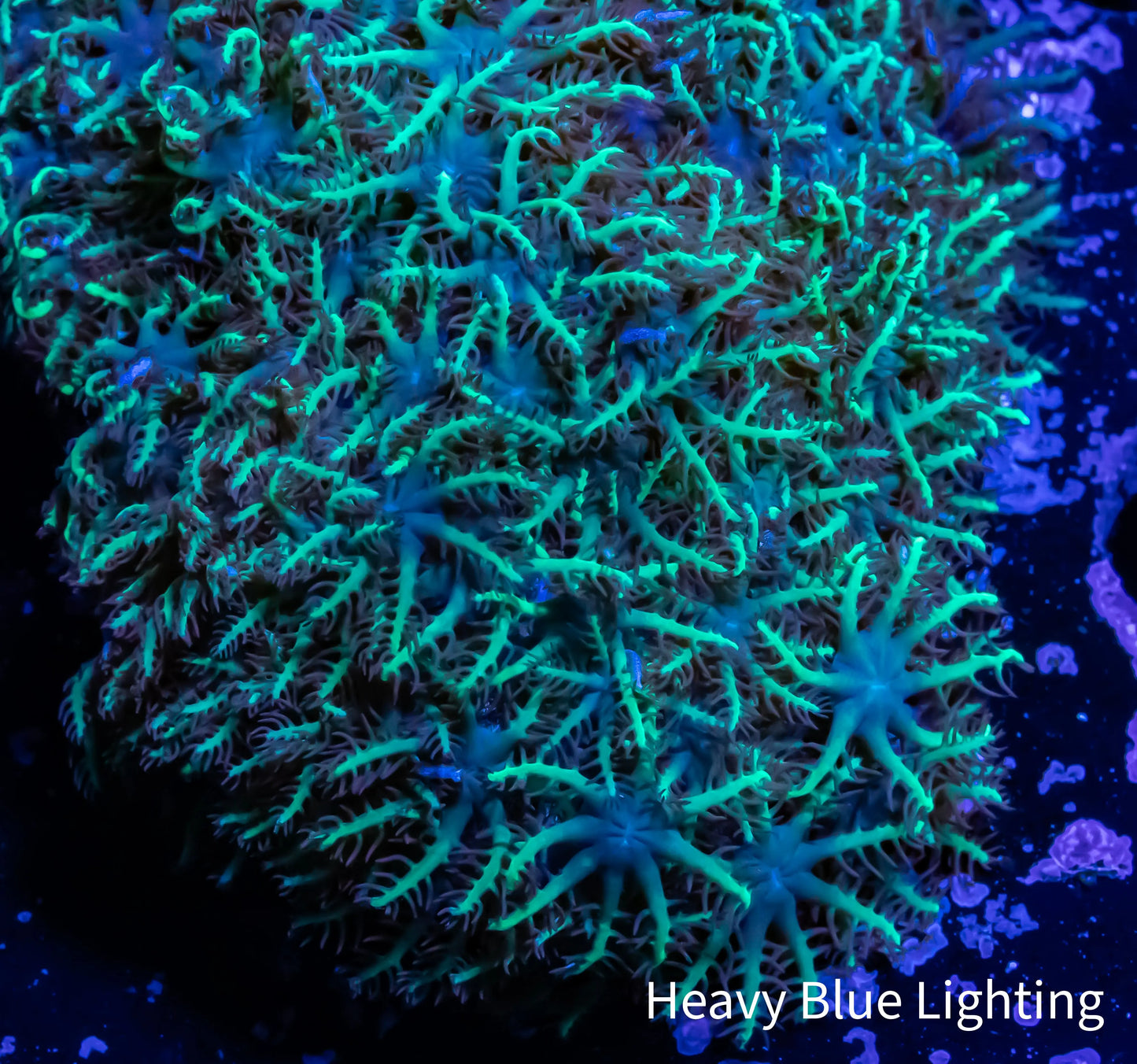 Soft Coral - Blue & Green Sympodium Frag Soft Coral - Blue & Green Sympodium Frag Soft Coral Soft Coral - Blue & Green Sympodium Frag Zeo Box Reef