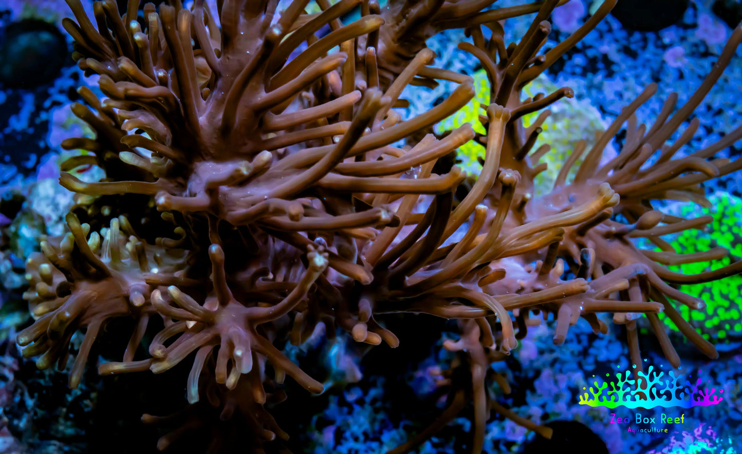 Soft Coral - Capnella Coral 12cm WYSIWYG Soft Coral - Capnella Coral 12cm WYSIWYG Soft Coral Soft Coral - Capnella Coral 12cm WYSIWYG Zeo Box Reef