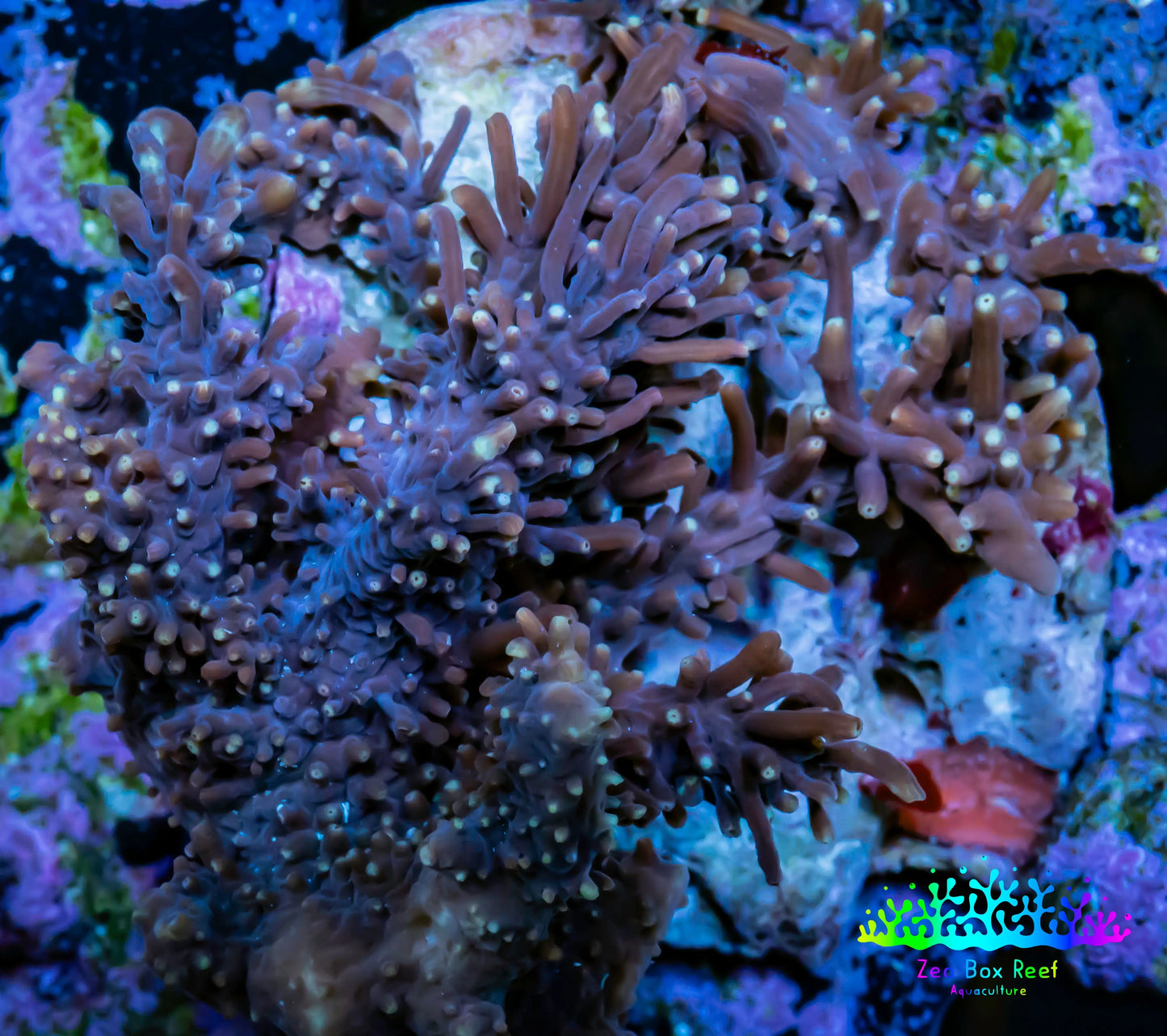 Soft Coral - Capnella Coral 6cm WYSIWYG Soft Coral - Capnella Coral 6cm WYSIWYG Soft Coral Soft Coral - Capnella Coral 6cm WYSIWYG Zeo Box Reef