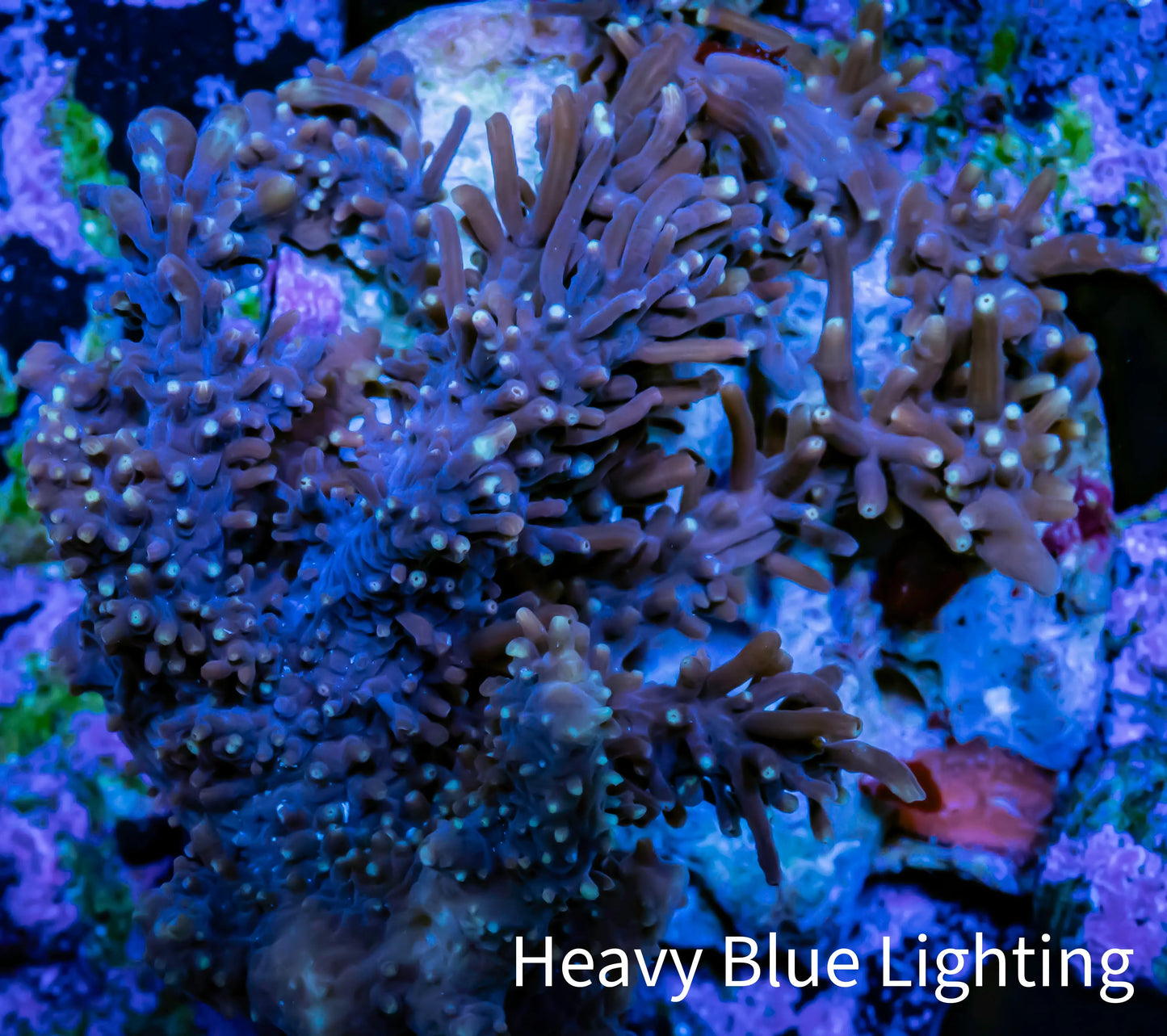 Soft Coral - Capnella Coral 6cm WYSIWYG Soft Coral - Capnella Coral 6cm WYSIWYG Soft Coral Soft Coral - Capnella Coral 6cm WYSIWYG Zeo Box Reef