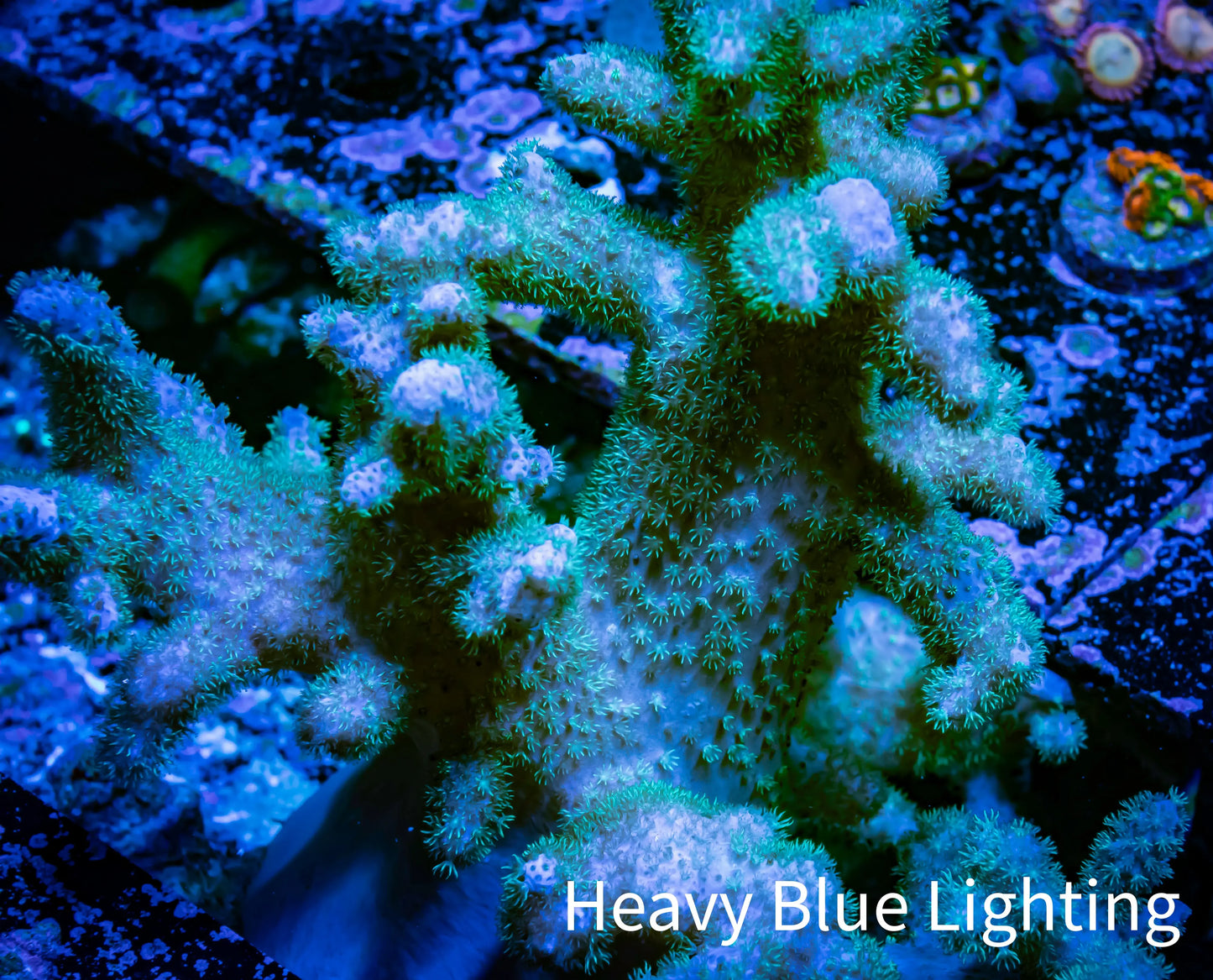 Soft Coral - Cladiella WYSIWYG - 20cm Soft Coral - Cladiella WYSIWYG - 20cm Soft Coral Soft Coral - Cladiella WYSIWYG - 20cm Zeo Box Reef