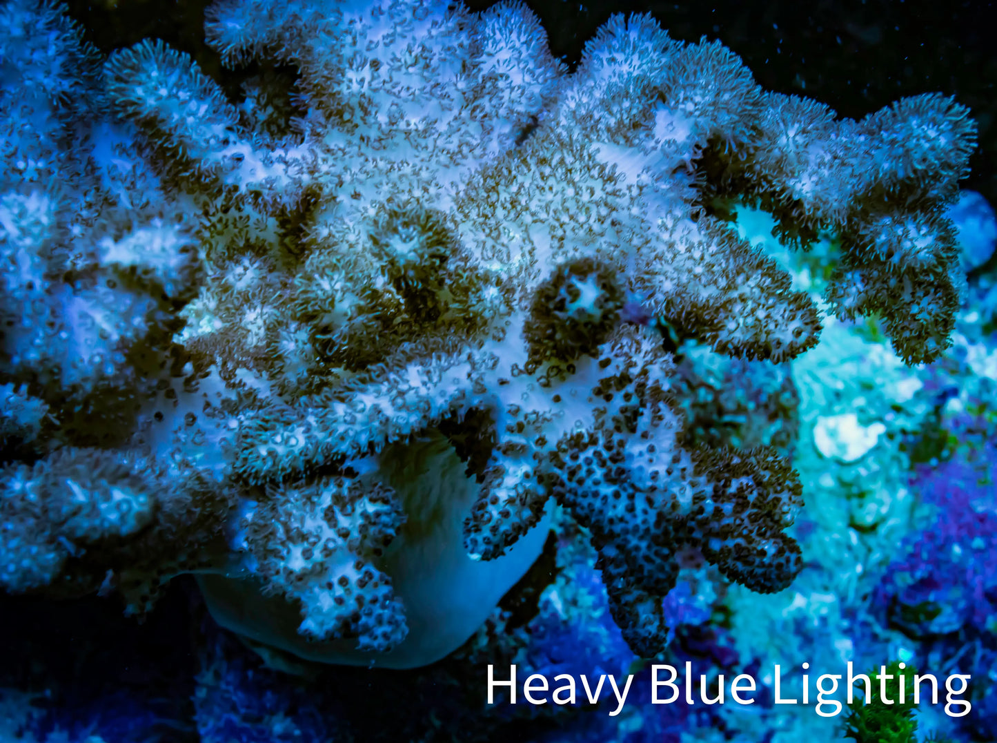 Soft Coral - Colt Leather WYSIWYG - 10cm Soft Coral - Colt Leather WYSIWYG - 10cm Soft Coral Soft Coral - Colt Leather WYSIWYG - 10cm Zeo Box Reef