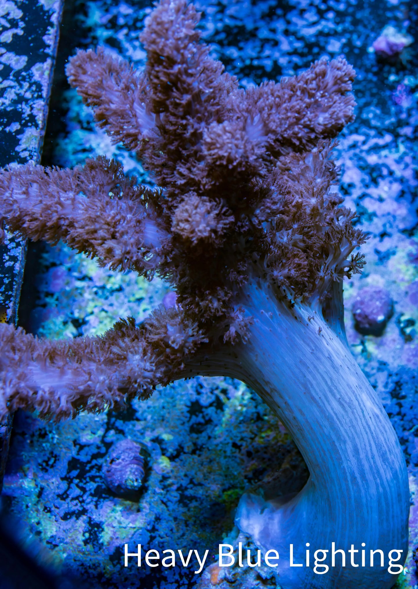 Soft Coral - Colt Leather WYSIWYG - 10cm Soft Coral - Colt Leather WYSIWYG - 10cm Soft Coral Soft Coral - Colt Leather WYSIWYG - 10cm Zeo Box Reef