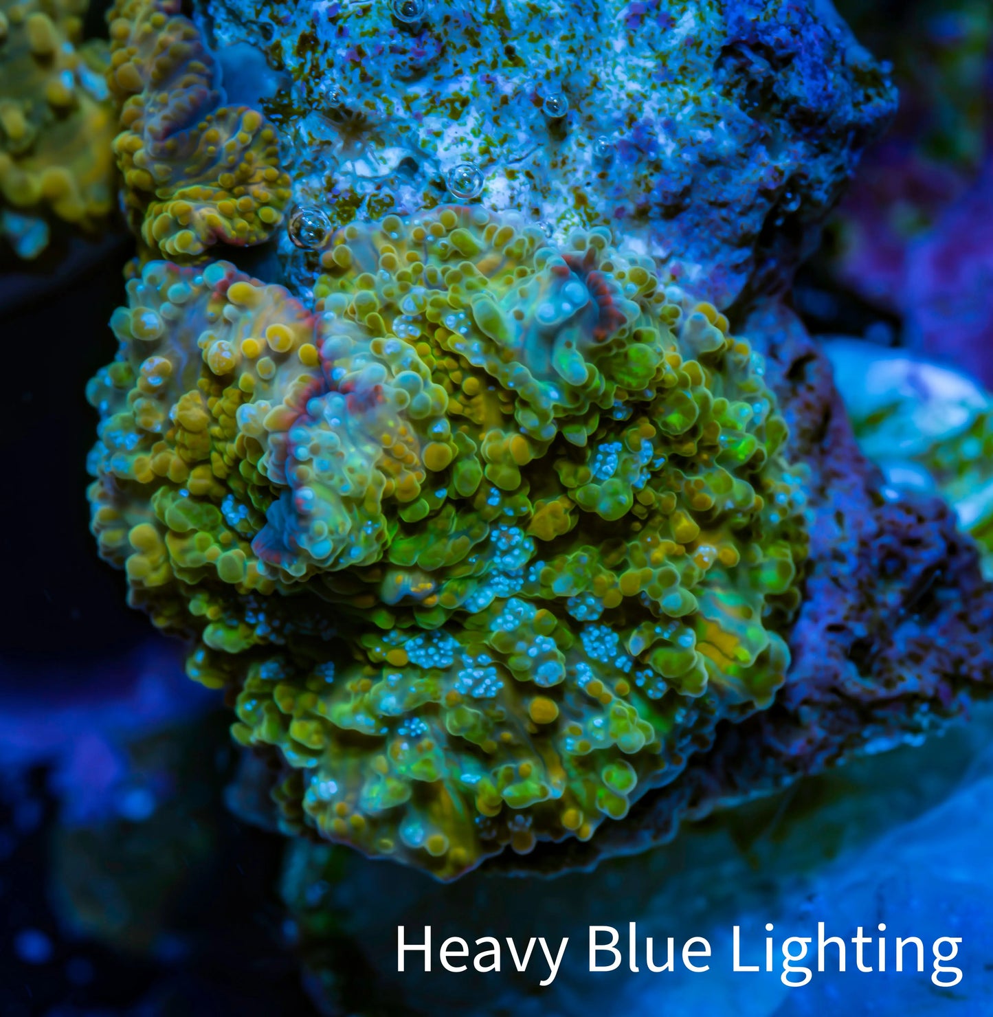 Soft Coral - Corellamorph - Golden Nebula 🌟 Morph Coral 1.5cm WYSIWYG F11R1B2 Soft Coral - Corellamorph - Golden Nebula 🌟 Morph Coral 1.5cm WYSIWYG F11R1B2 Animals & Pet Supplies Soft Coral - Corellamorph - Golden Nebula 🌟 Morph Coral 1.5cm WYSIWYG F11R1B2 Zeo Box Reef