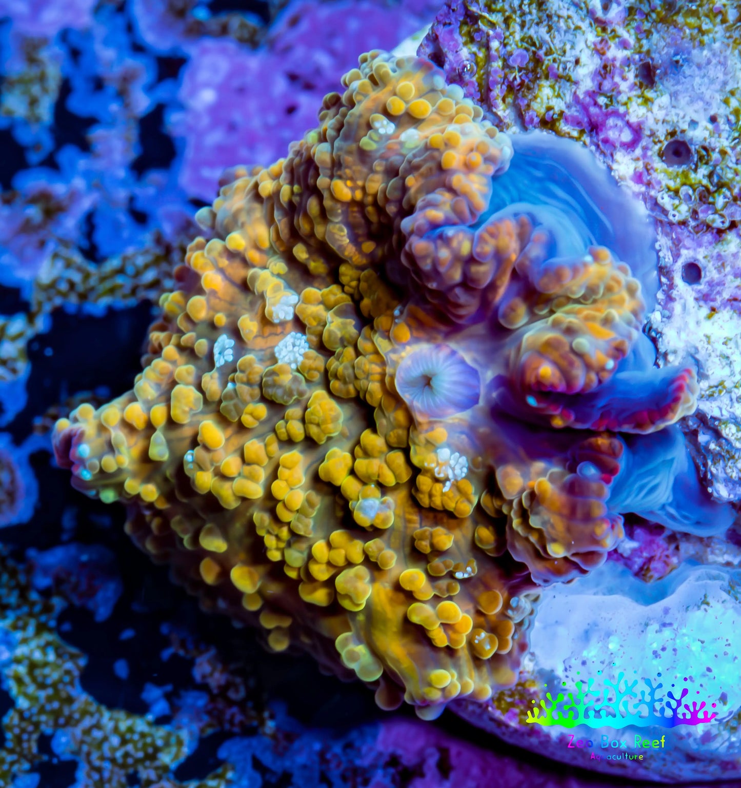 Soft Coral - Corellamorph - Golden Nebula 🌟 Morph Coral 1.5cm WYSIWYG G1R2B2 Soft Coral - Corellamorph - Golden Nebula 🌟 Morph Coral 1.5cm WYSIWYG G1R2B2 Animals & Pet Supplies Soft Coral - Corellamorph - Golden Nebula 🌟 Morph Coral 1.5cm WYSIWYG G1R2B2 Zeo Box Reef