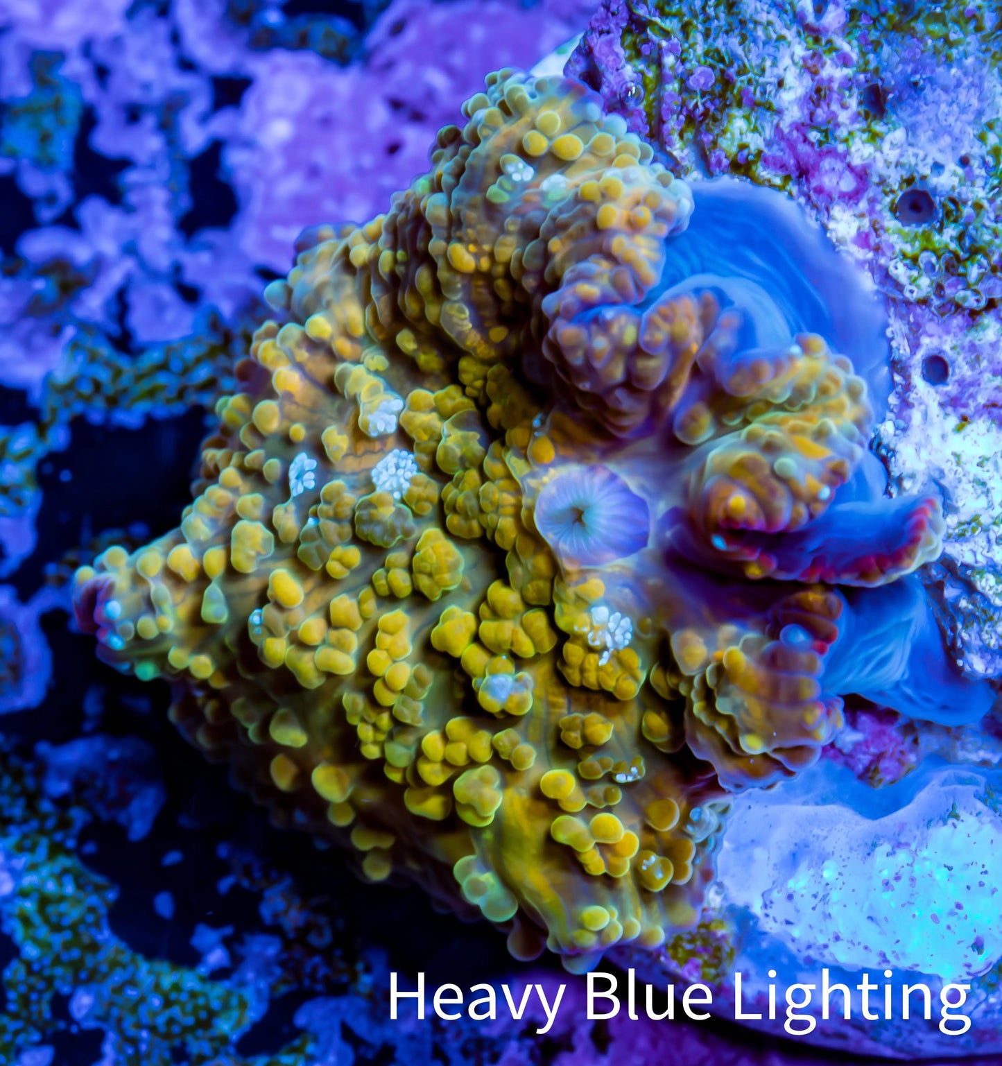 Soft Coral - Corellamorph - Golden Nebula 🌟 Morph Coral 1.5cm WYSIWYG G1R2B2 Soft Coral - Corellamorph - Golden Nebula 🌟 Morph Coral 1.5cm WYSIWYG G1R2B2 Animals & Pet Supplies Soft Coral - Corellamorph - Golden Nebula 🌟 Morph Coral 1.5cm WYSIWYG G1R2B2 Zeo Box Reef