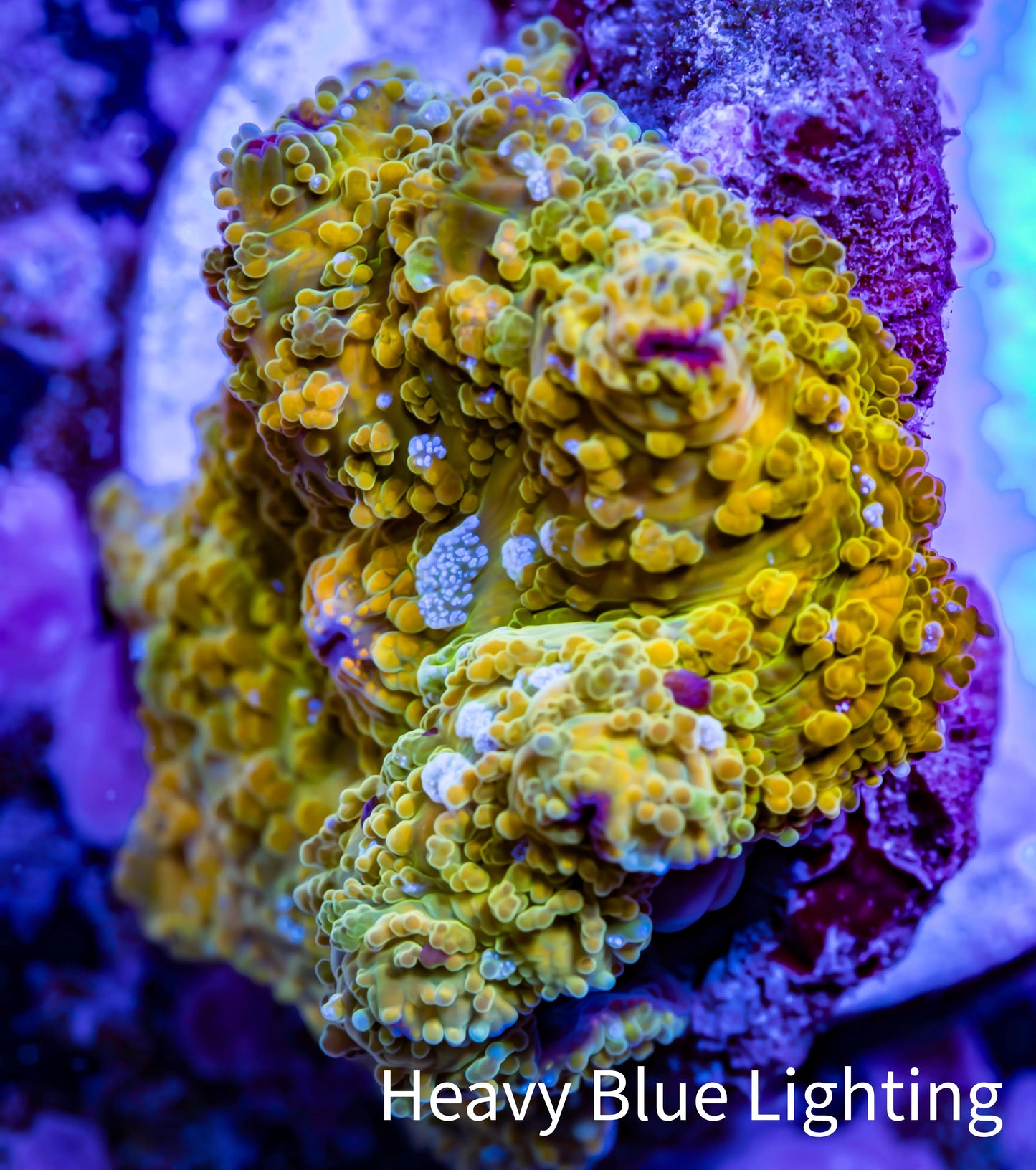 Soft Coral - Corellamorph - Golden Nebula 🌟 Morph Coral 1cm WYSIWYG A2R2B2 Soft Coral - Corellamorph - Golden Nebula 🌟 Morph Coral 1cm WYSIWYG A2R2B2 Animals & Pet Supplies Soft Coral - Corellamorph - Golden Nebula 🌟 Morph Coral 1cm WYSIWYG A2R2B2 Zeo Box Reef