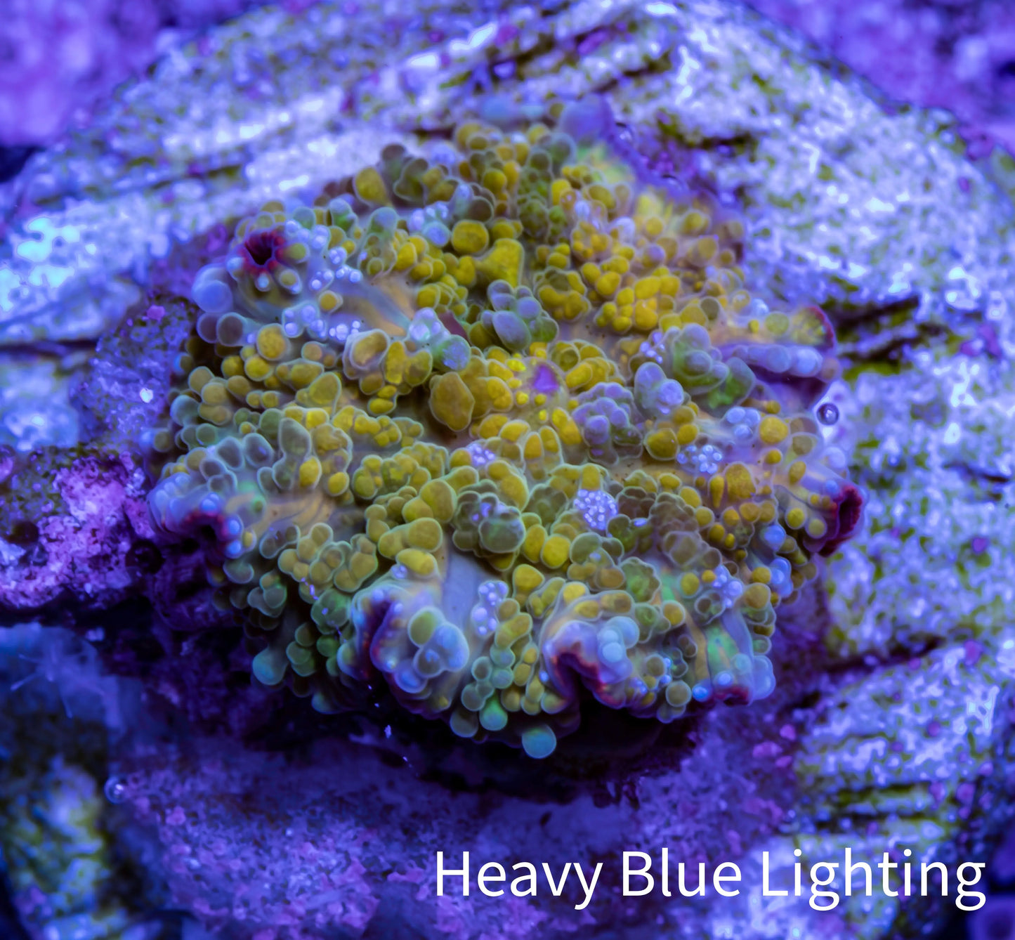Soft Coral - Corellamorph - Golden Nebula 🌟 Morph Coral 1cm WYSIWYG B2R1B2 Soft Coral - Corellamorph - Golden Nebula 🌟 Morph Coral 1cm WYSIWYG B2R1B2 Animals & Pet Supplies Soft Coral - Corellamorph - Golden Nebula 🌟 Morph Coral 1cm WYSIWYG B2R1B2 Zeo Box Reef