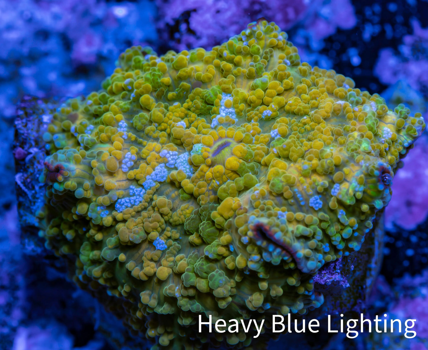 Soft Coral - Corellamorph - Golden Nebula 🌟 Morph Coral 2cm WYSIWYG A1R1B2 Soft Coral - Corellamorph - Golden Nebula 🌟 Morph Coral 2cm WYSIWYG A1R1B2 Animals & Pet Supplies Soft Coral - Corellamorph - Golden Nebula 🌟 Morph Coral 2cm WYSIWYG A1R1B2 Zeo Box Reef