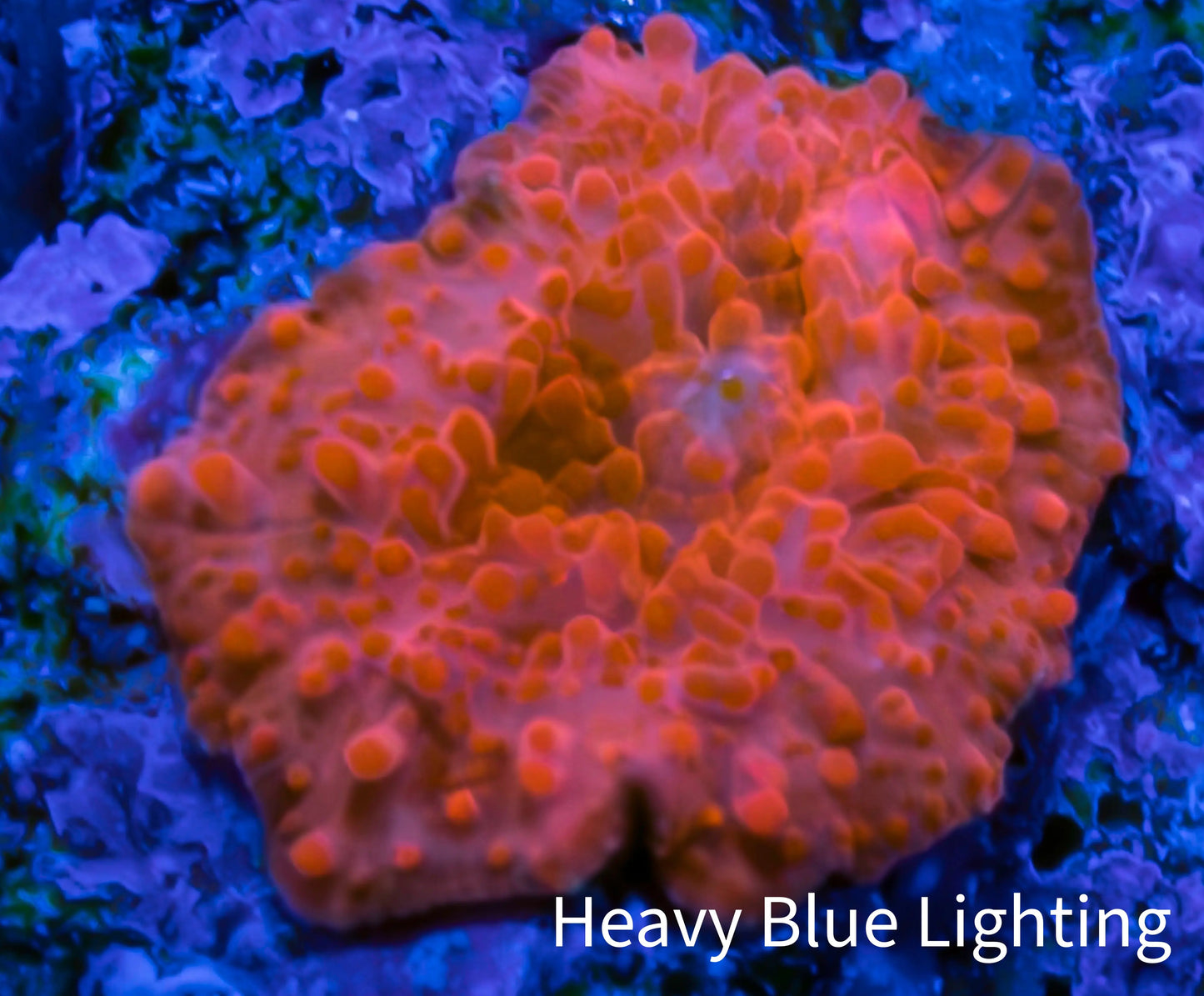 Soft Coral - Corellamorph - Morph Coral 1cm WYSIWYG Soft Coral - Corellamorph - Morph Coral 1cm WYSIWYG Animals & Pet Supplies Soft Coral - Corellamorph - Morph Coral 1cm WYSIWYG Zeo Box Reef