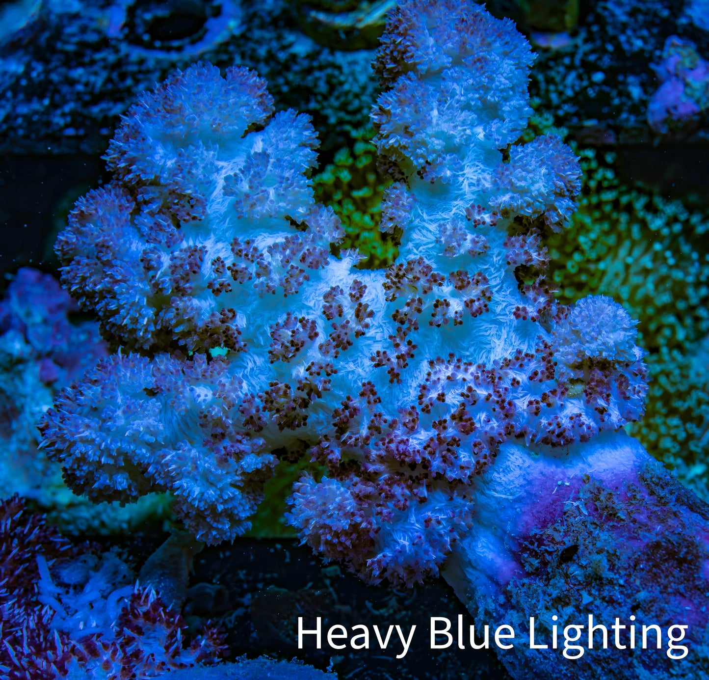 Soft Coral- Debdronephthya Coral 11cm WYSIWYG A11R1B2 Soft Coral- Debdronephthya Coral 11cm WYSIWYG A11R1B2 Soft Coral Soft Coral- Debdronephthya Coral 11cm WYSIWYG A11R1B2 Zeo Box Reef
