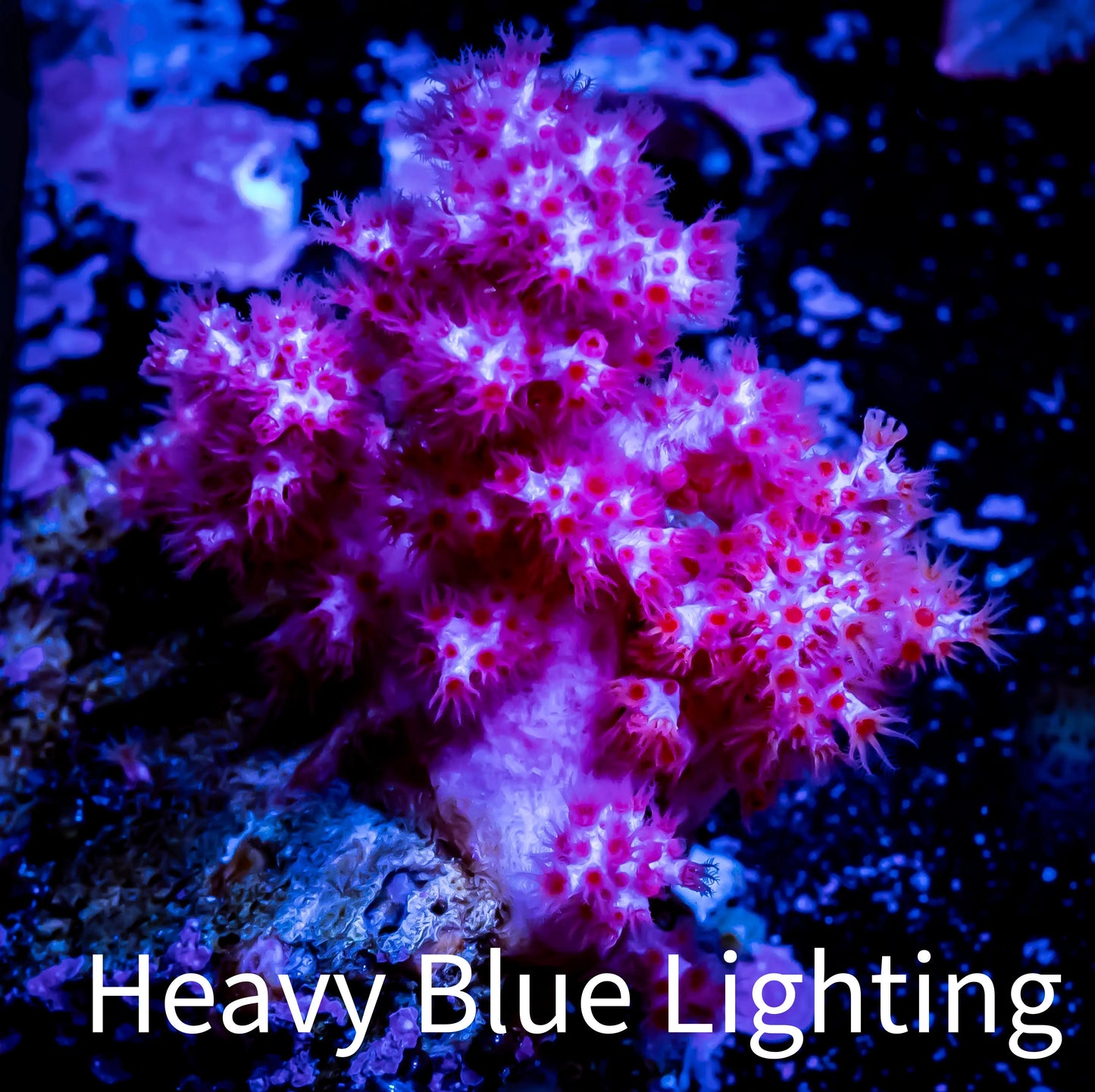 Soft Coral- Debdronephthya Coral 3.5cm WYSIWYG Soft Coral- Debdronephthya Coral 3.5cm WYSIWYG Soft Coral Soft Coral- Debdronephthya Coral 3.5cm WYSIWYG Zeo Box Reef