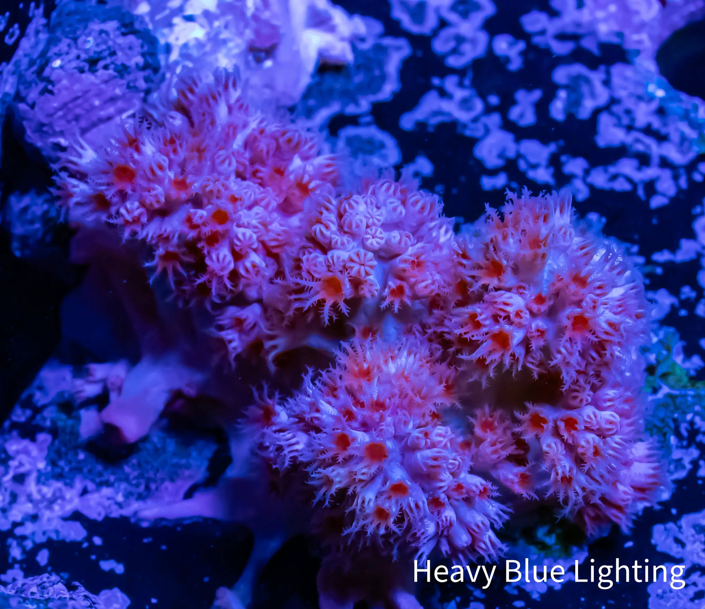 Soft Coral- Debdronephthya Coral 4cm Soft Coral- Debdronephthya Coral 4cm Soft Coral Soft Coral- Debdronephthya Coral 4cm Zeo Box Reef