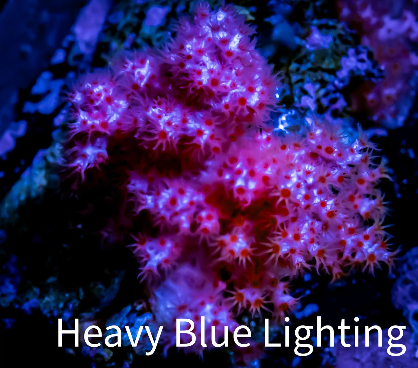 Soft Coral- Debdronephthya Coral 4cm Soft Coral- Debdronephthya Coral 4cm Soft Coral Soft Coral- Debdronephthya Coral 4cm Zeo Box Reef