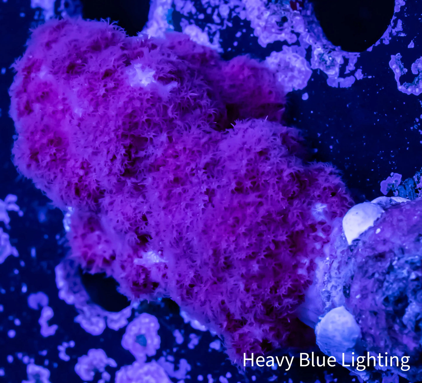 Soft Coral- Debdronephthya Coral 5cm WYSIWYG Soft Coral- Debdronephthya Coral 5cm WYSIWYG Soft Coral Soft Coral- Debdronephthya Coral 5cm WYSIWYG Zeo Box Reef