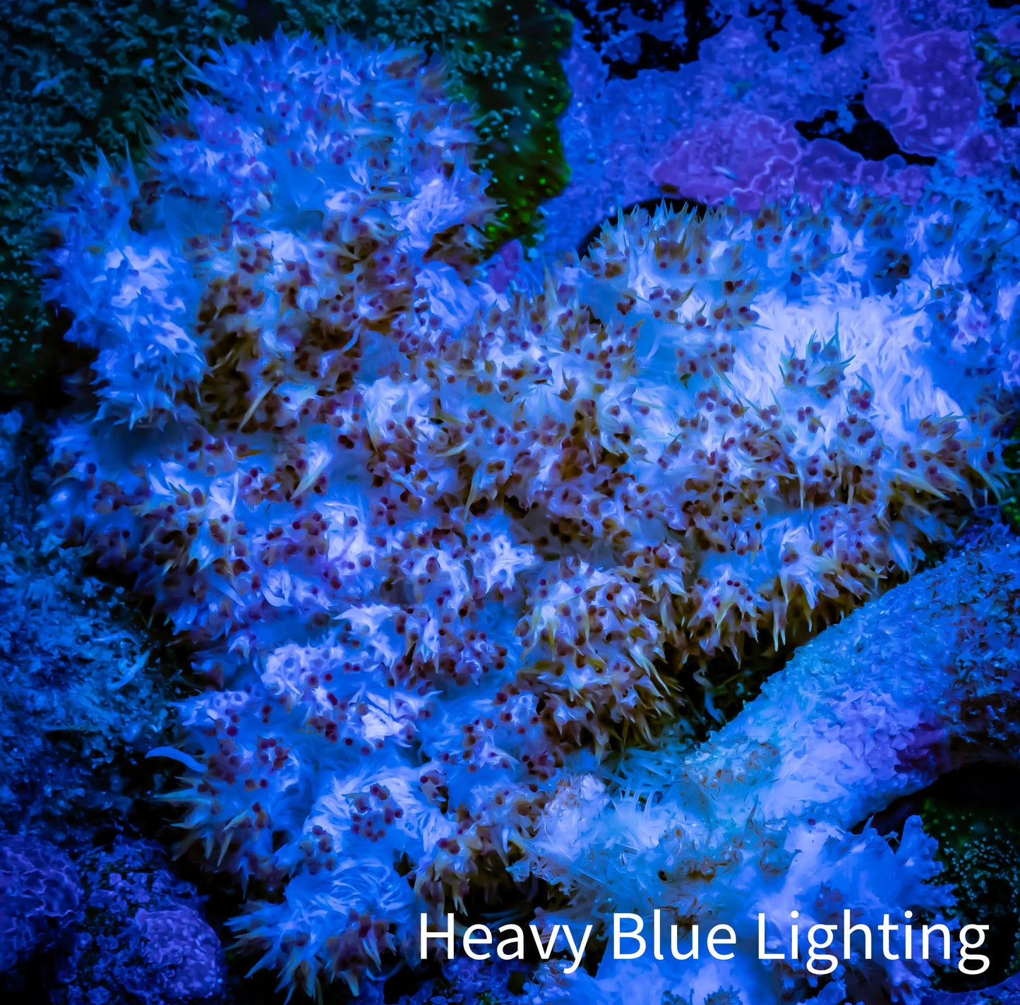 Soft Coral- Debdronephthya Coral 8cm WYSIWYG Soft Coral- Debdronephthya Coral 8cm WYSIWYG Soft Coral Soft Coral- Debdronephthya Coral 8cm WYSIWYG Zeo Box Reef