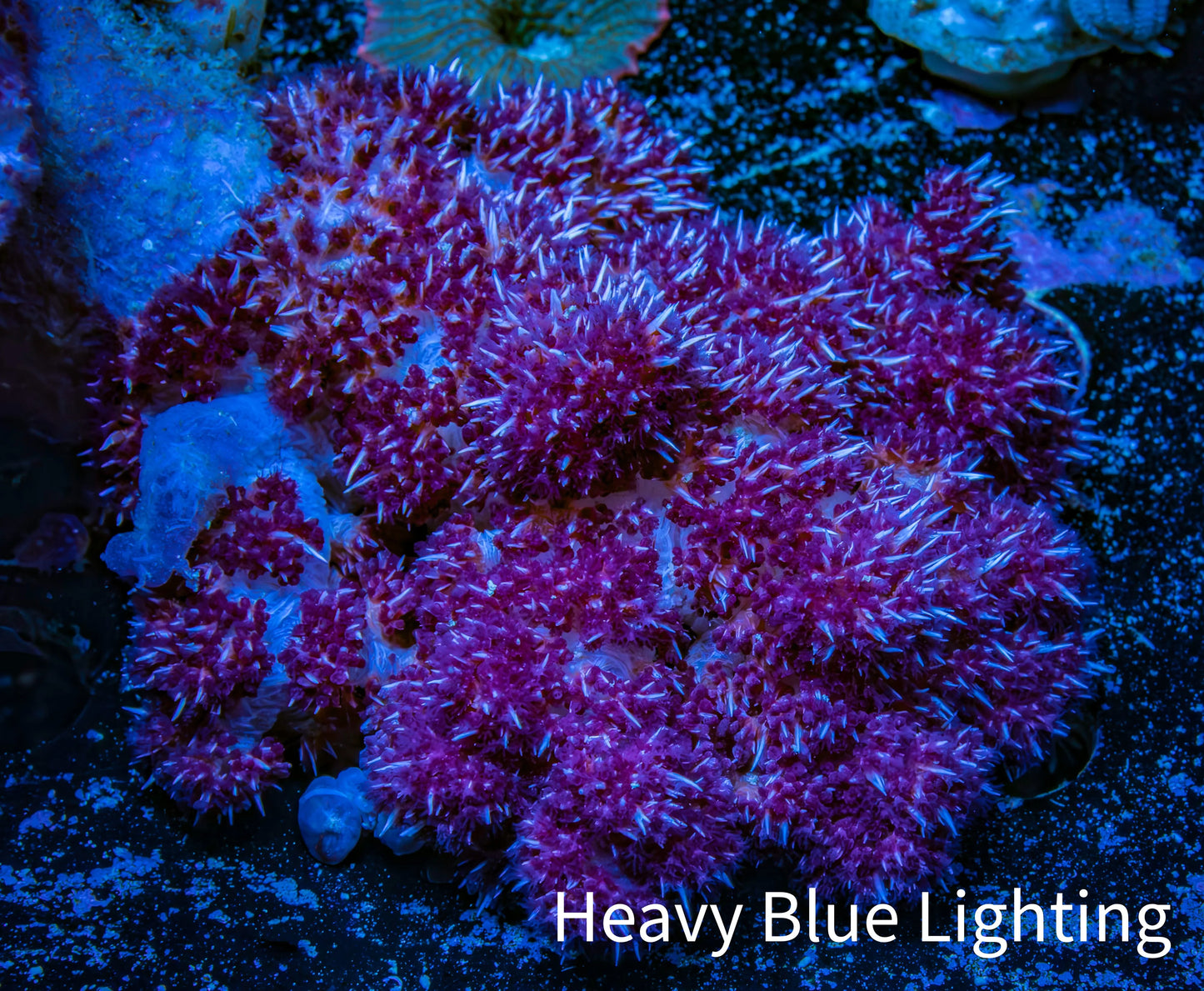 Soft Coral- Debdronephthya Coral 9cm WYSIWYG A10R1B2 Soft Coral- Debdronephthya Coral 9cm WYSIWYG A10R1B2 Soft Coral Soft Coral- Debdronephthya Coral 9cm WYSIWYG A10R1B2 Zeo Box Reef