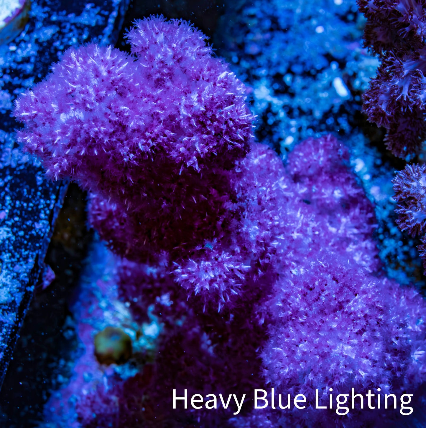Soft Coral- Debdronephthya Coral 9cm WYSIWYG M1B2 Soft Coral- Debdronephthya Coral 9cm WYSIWYG M1B2 Soft Coral Soft Coral- Debdronephthya Coral 9cm WYSIWYG M1B2 Zeo Box Reef