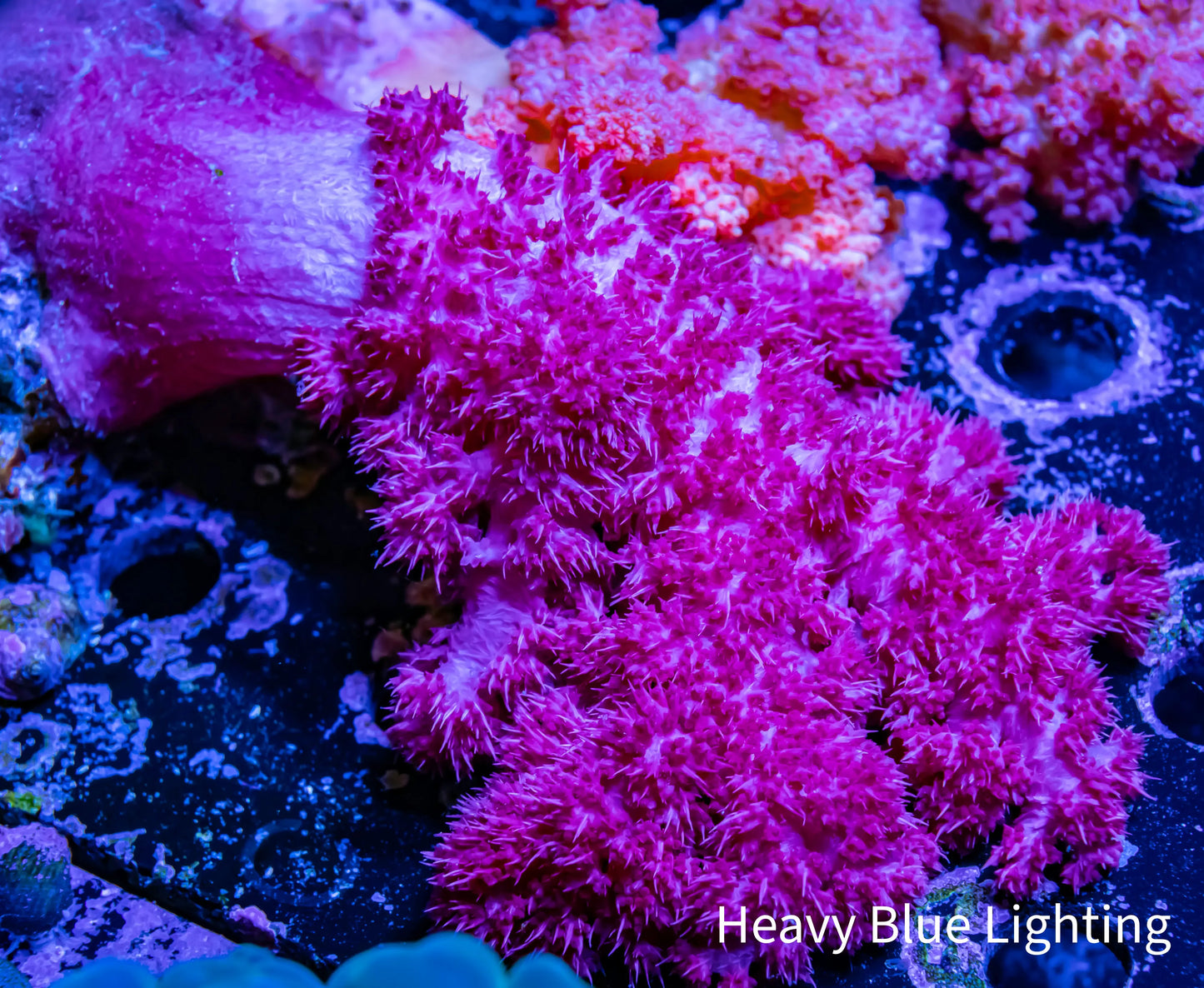 Soft Coral- Debdronephthya Coral WYSIWYG 15cm Soft Coral- Debdronephthya Coral WYSIWYG 15cm Soft Coral Soft Coral- Debdronephthya Coral WYSIWYG 15cm Zeo Box Reef