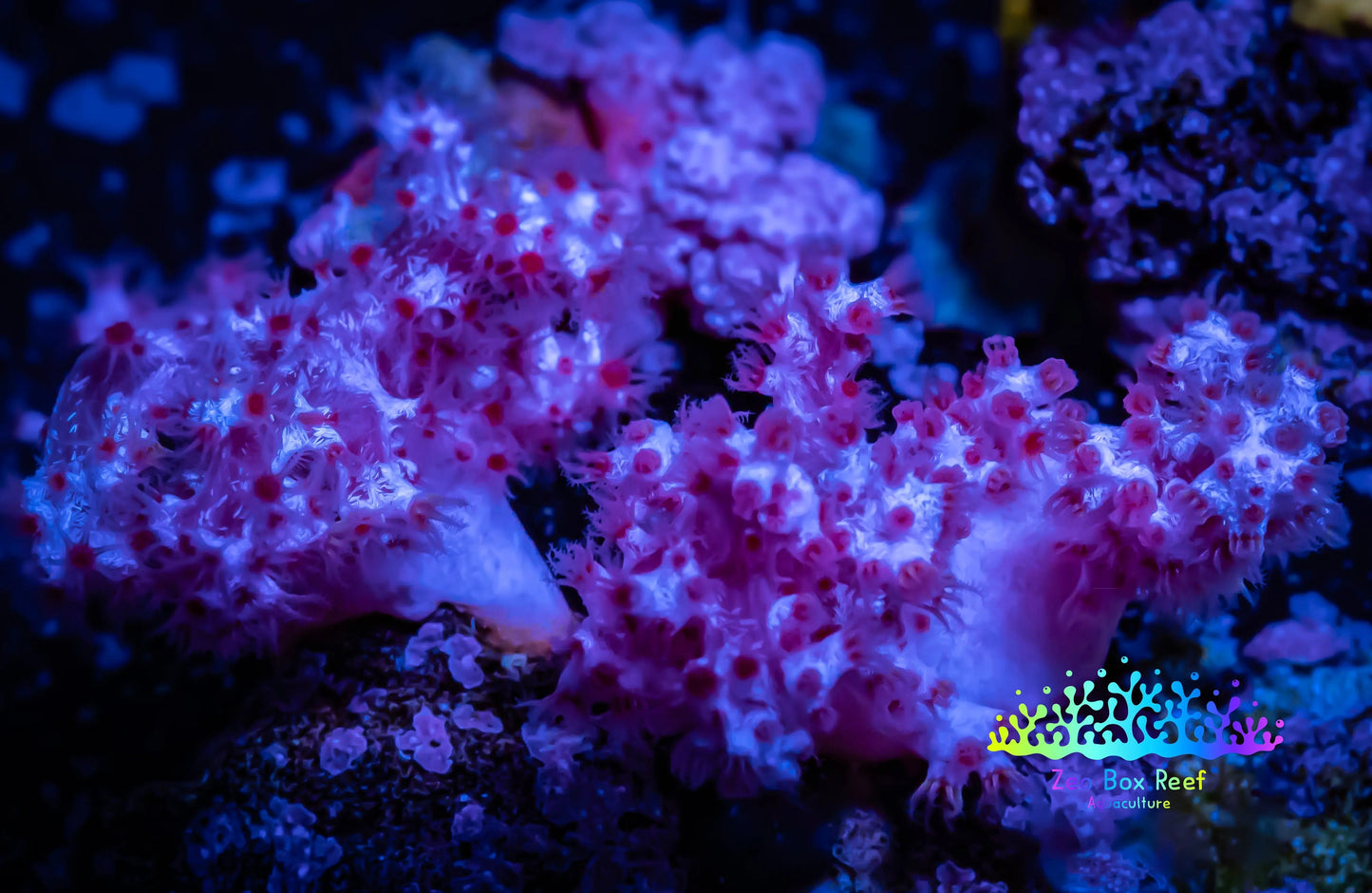 Soft Coral- Debdronephthya Coral - WYSIWYG 4cm Soft Coral- Debdronephthya Coral - WYSIWYG 4cm Soft Coral Soft Coral- Debdronephthya Coral - WYSIWYG 4cm Zeo Box Reef