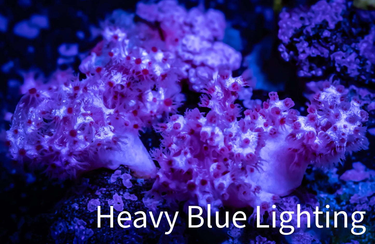 Soft Coral- Debdronephthya Coral - WYSIWYG 4cm Soft Coral- Debdronephthya Coral - WYSIWYG 4cm Soft Coral Soft Coral- Debdronephthya Coral - WYSIWYG 4cm Zeo Box Reef