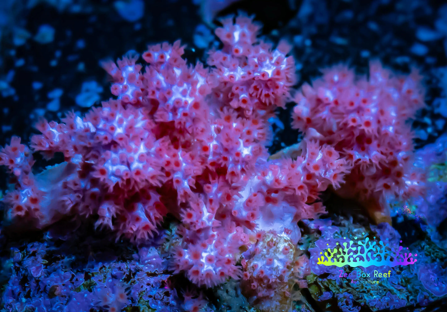 Soft Coral- Debdronephthya Coral - WYSIWYG 4cm Soft Coral- Debdronephthya Coral - WYSIWYG 4cm Soft Coral Soft Coral- Debdronephthya Coral - WYSIWYG 4cm Zeo Box Reef