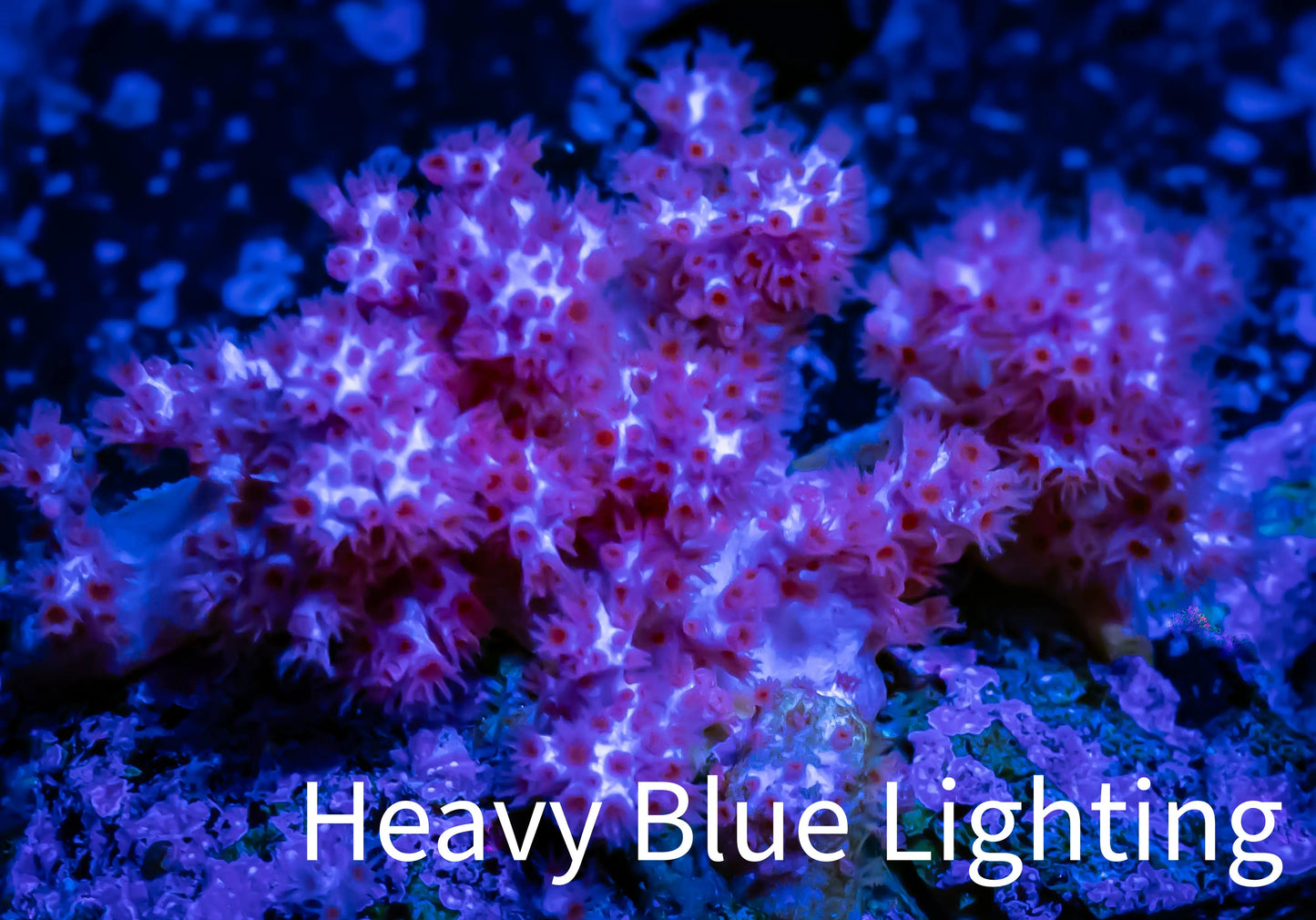 Soft Coral- Debdronephthya Coral - WYSIWYG 4cm Soft Coral- Debdronephthya Coral - WYSIWYG 4cm Soft Coral Soft Coral- Debdronephthya Coral - WYSIWYG 4cm Zeo Box Reef