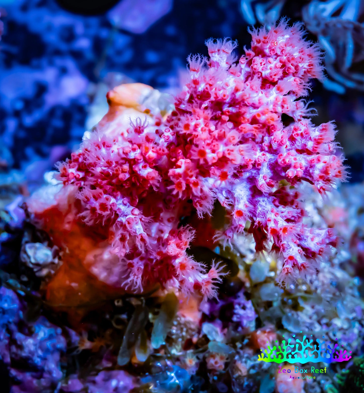 Soft Coral- Debdronephthya Coral - WYSIWYG 5cm C3 R1B1 Soft Coral- Debdronephthya Coral - WYSIWYG 5cm C3 R1B1 Soft Coral Soft Coral- Debdronephthya Coral - WYSIWYG 5cm C3 R1B1 Zeo Box Reef