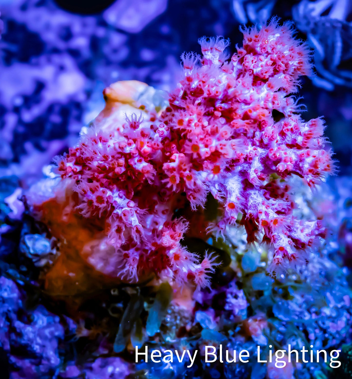 Soft Coral- Debdronephthya Coral - WYSIWYG 5cm C3R1B1 Soft Coral- Debdronephthya Coral - WYSIWYG 5cm C3R1B1 Soft Coral Soft Coral- Debdronephthya Coral - WYSIWYG 5cm C3R1B1 Zeo Box Reef